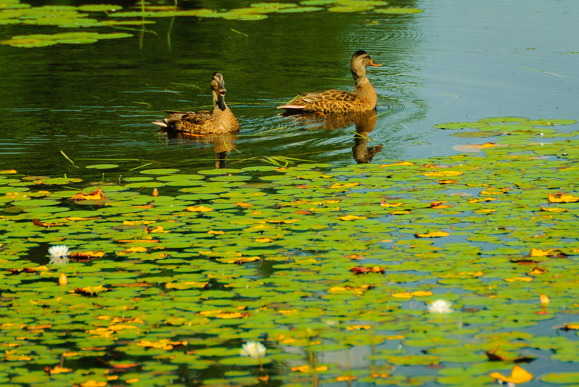 DTGD12229-Ducks on Conway Lake