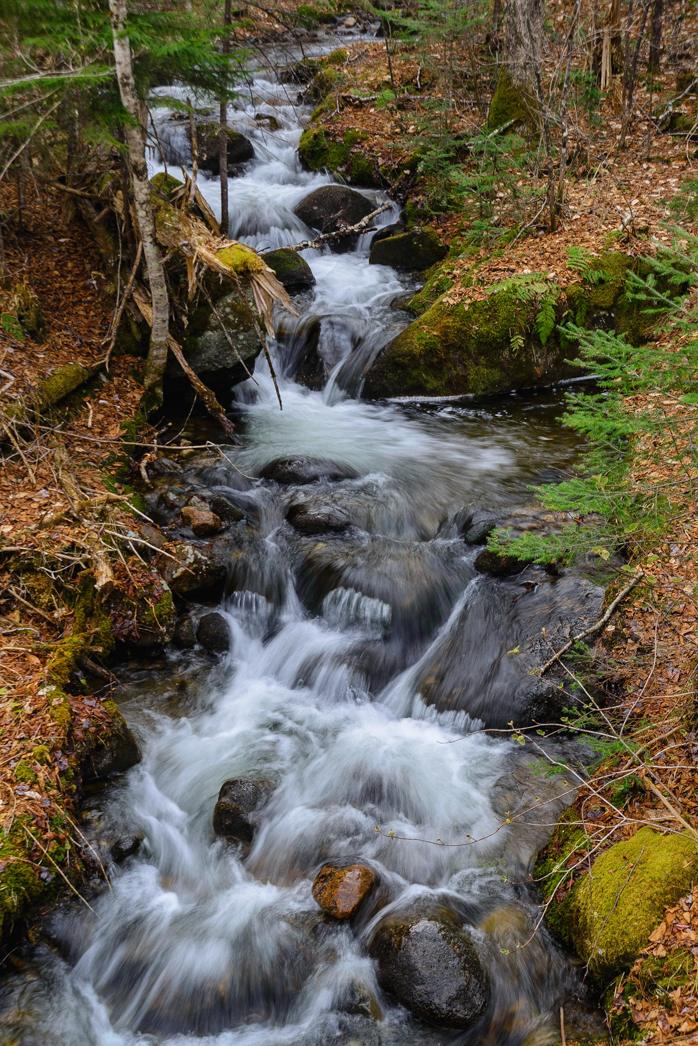 DTGD20011 Unkown Brook