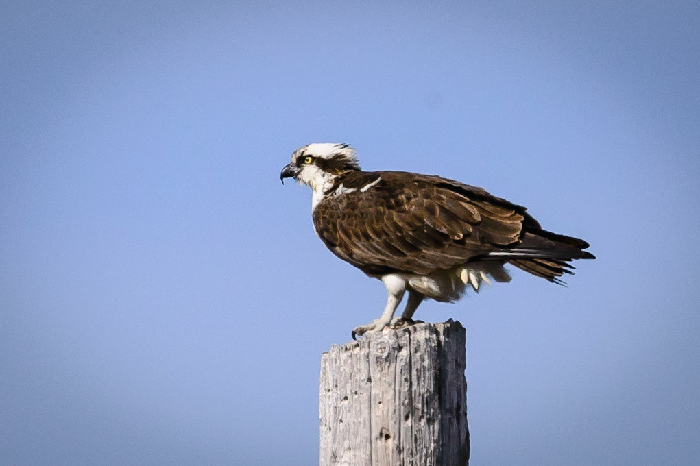 DTGD30601-Osprey