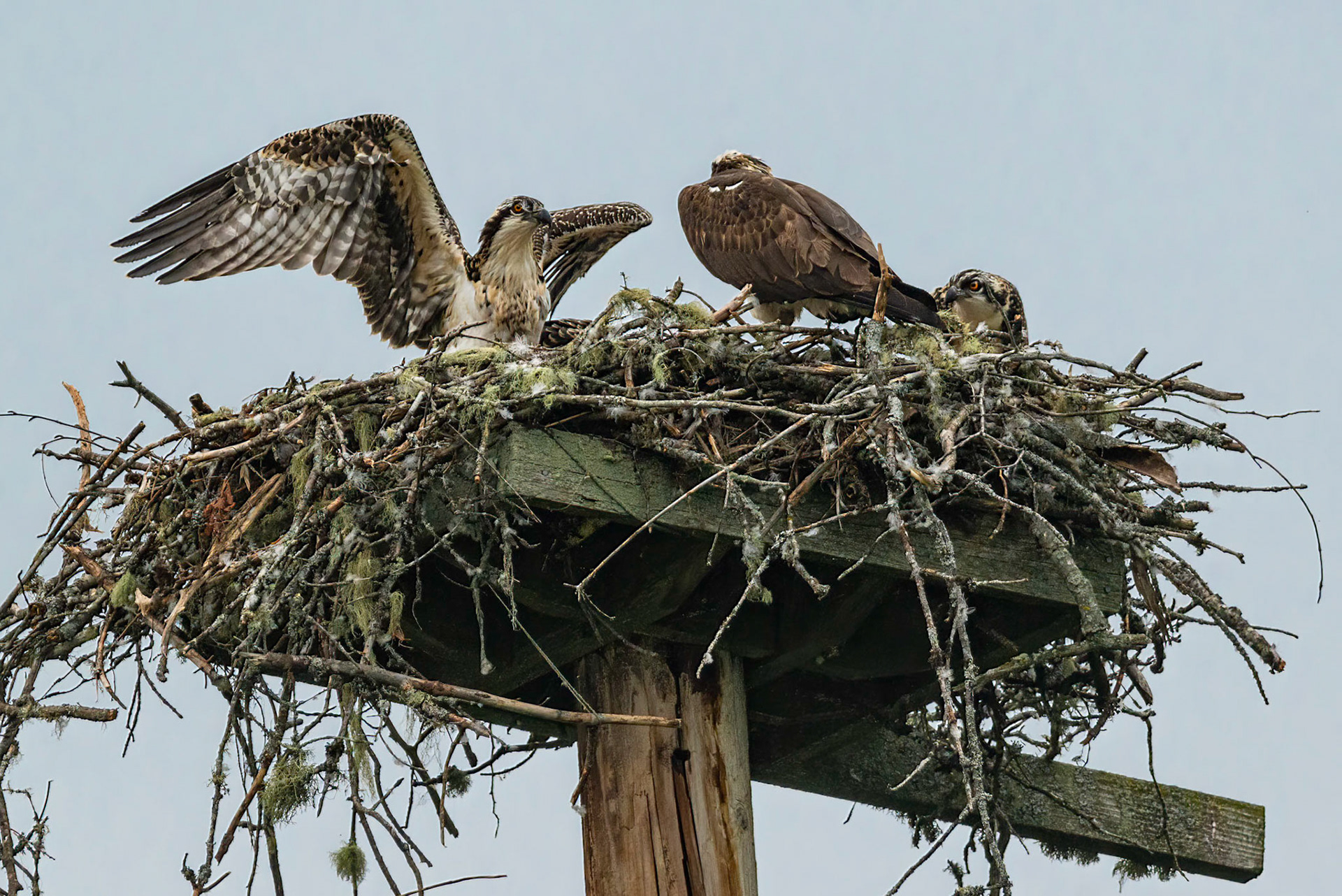 DTGD34672-Opsprey nest