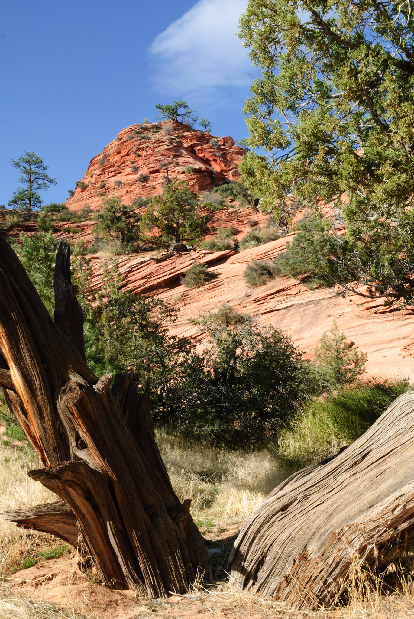 DTGD11124 Zion National Park