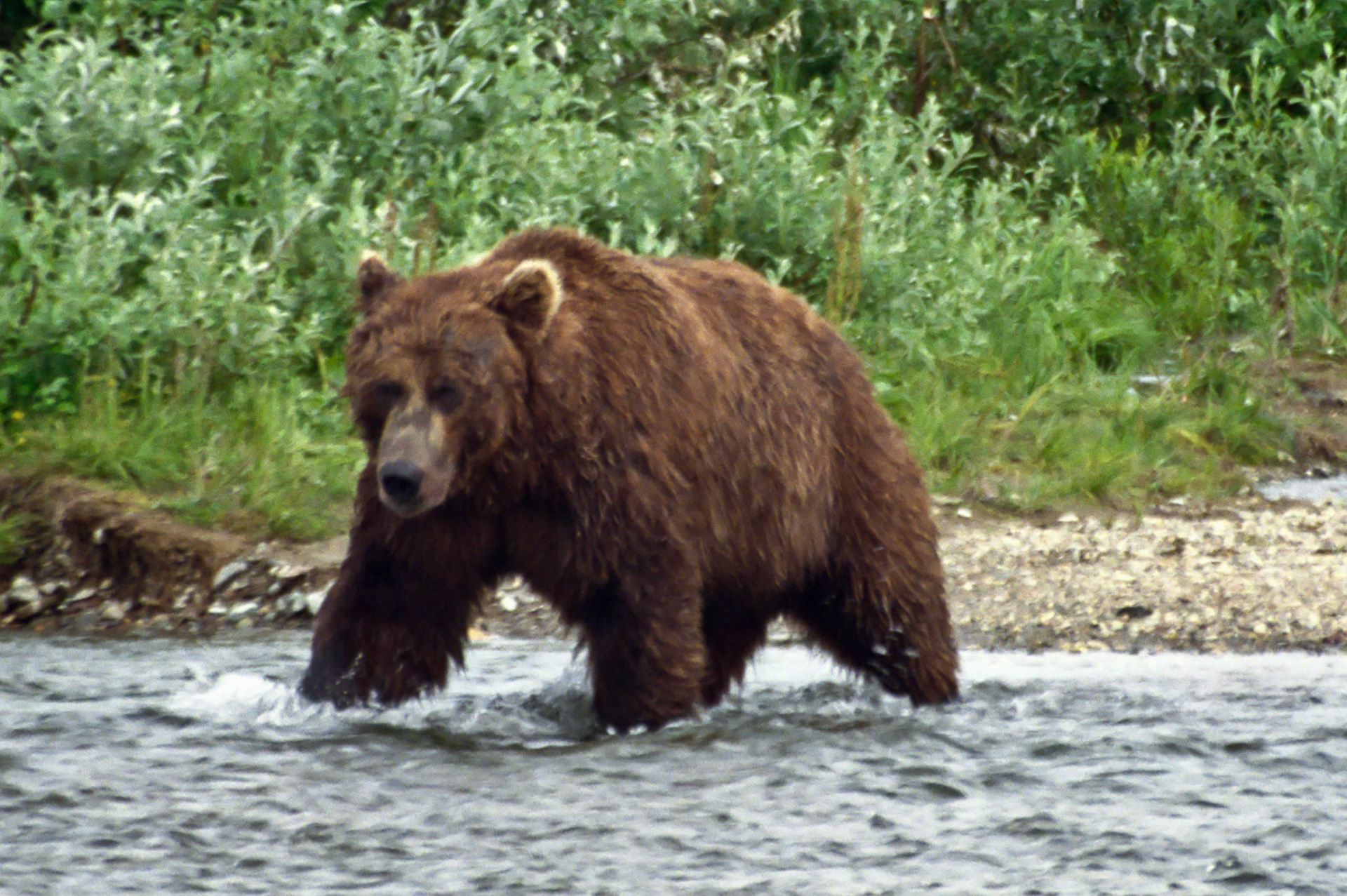 DTG09008n Alaskan Brown Bear