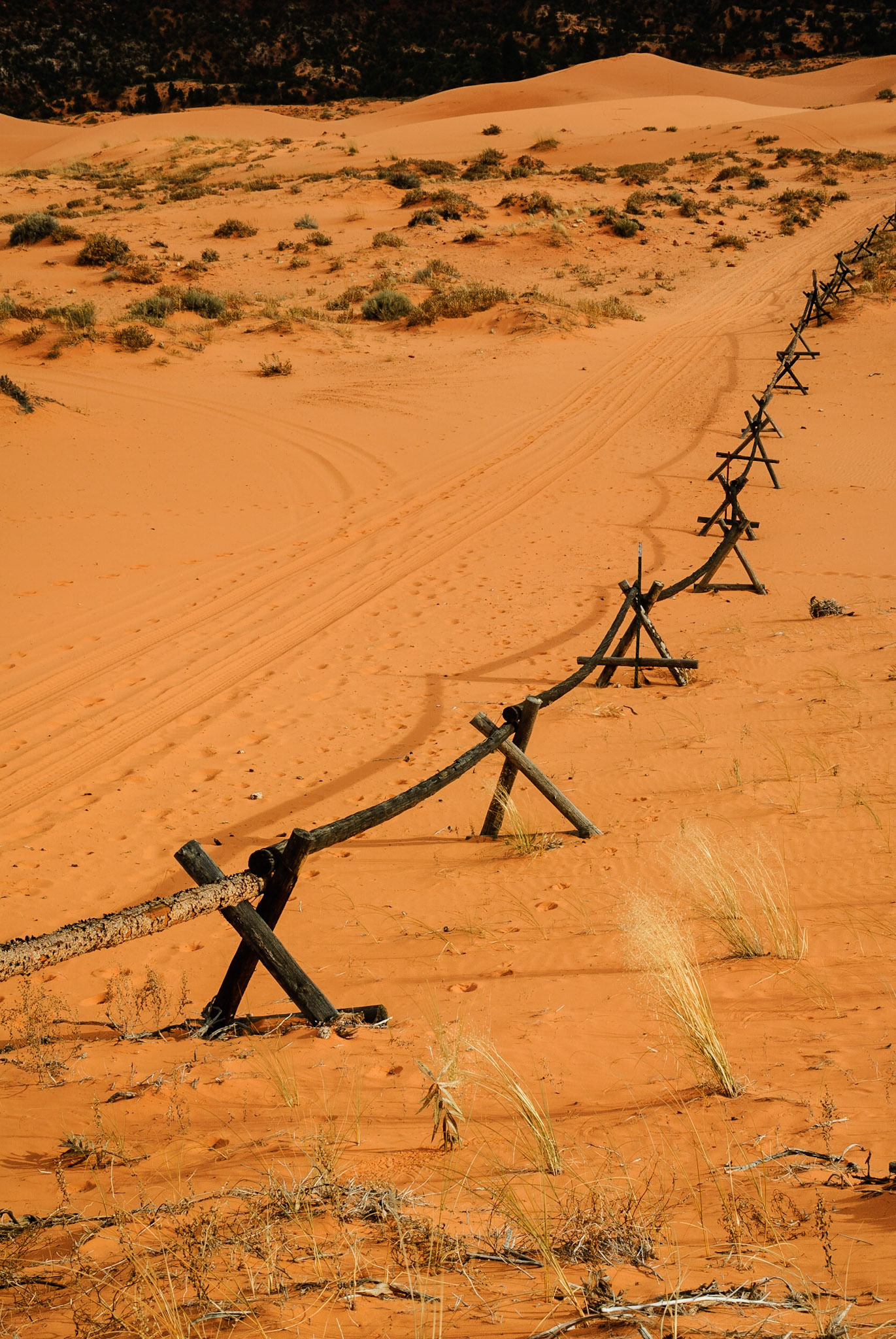 DTGD11249 Coral Pink Sand Dunes, UT