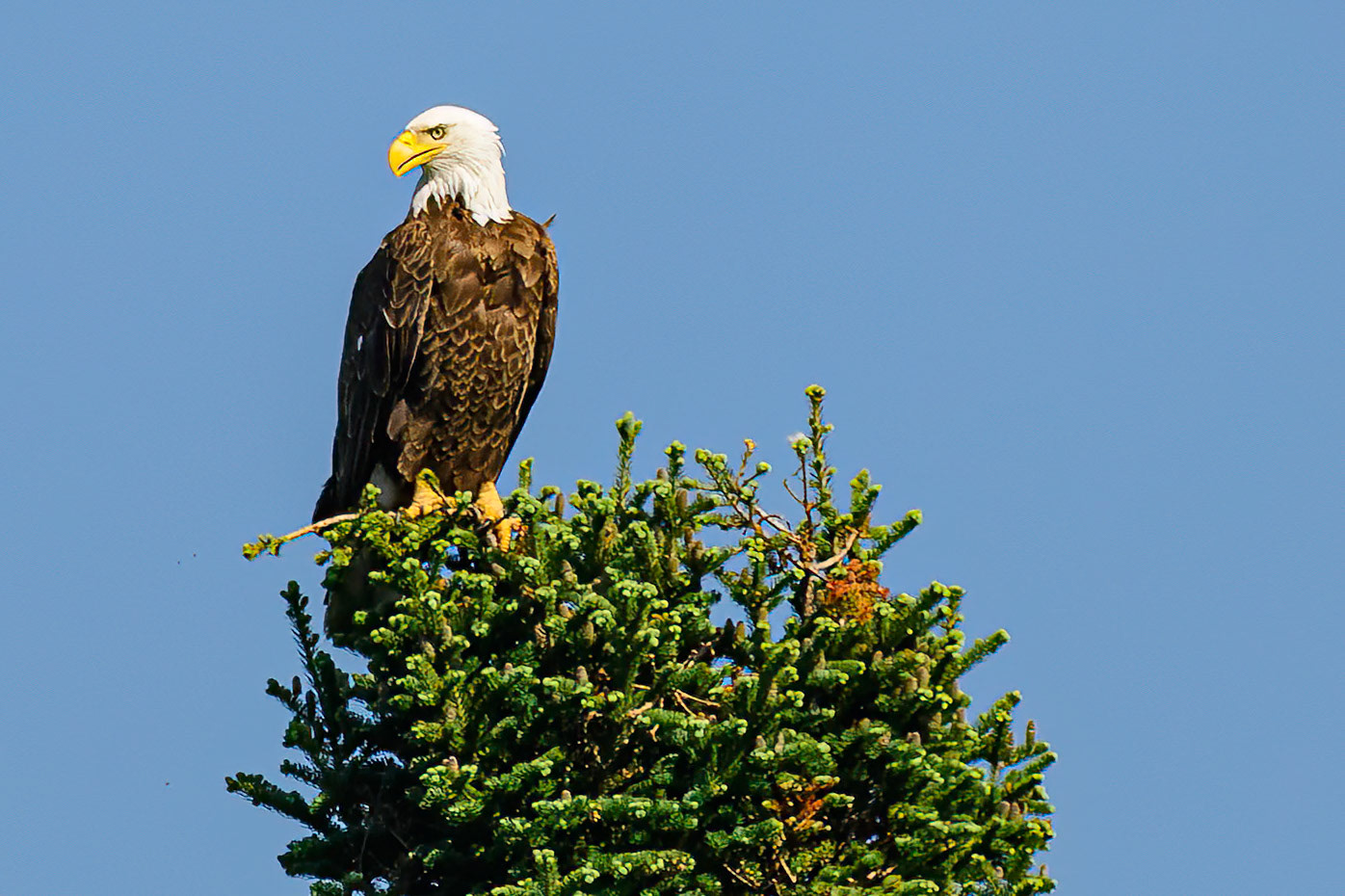 DTGD38051-Bald Eagle