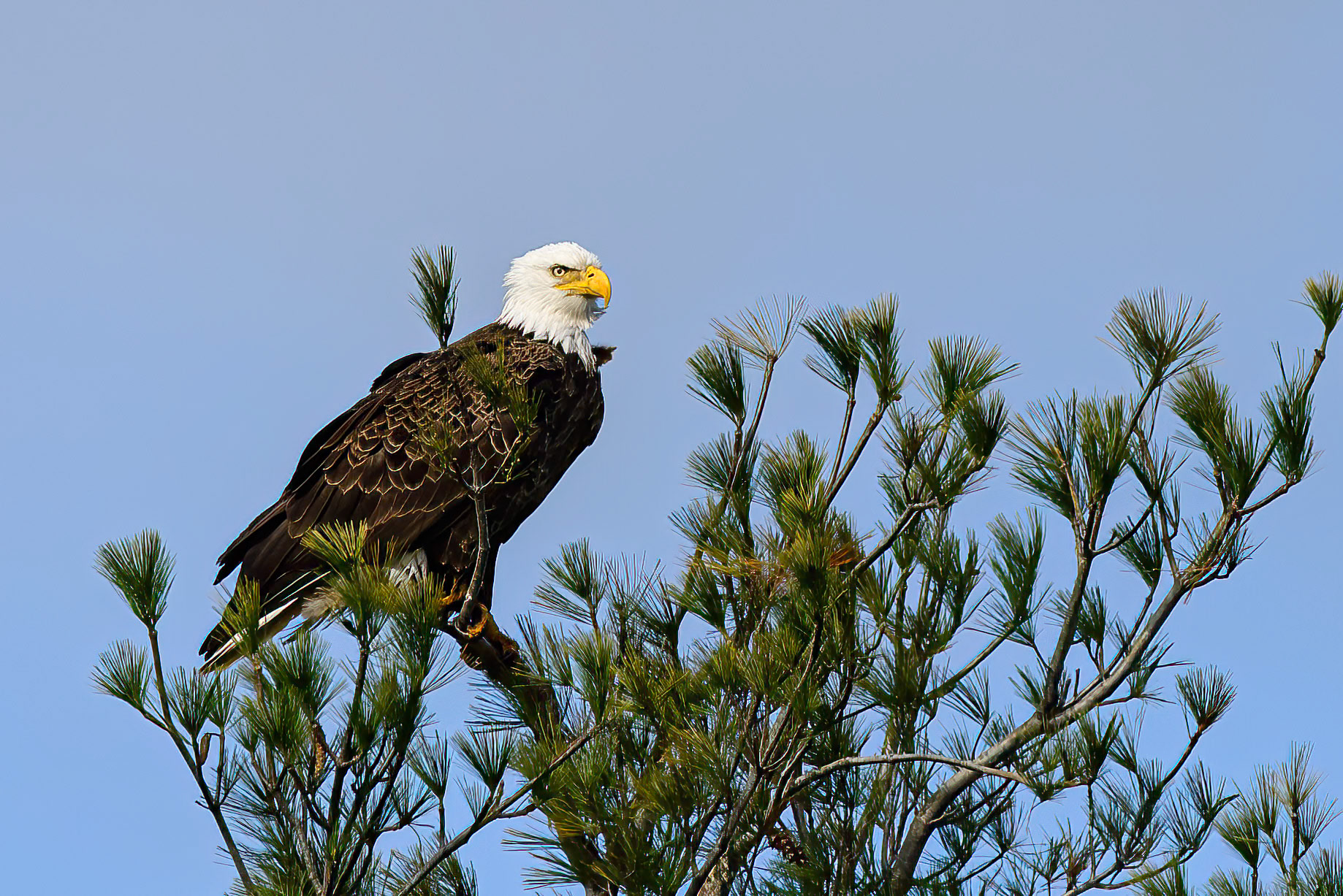 DTGD39548 Eagle on Winnipesaukee