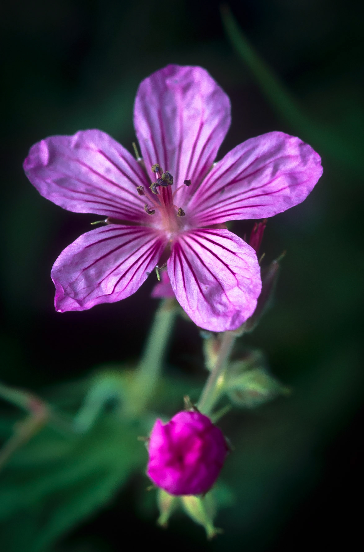 DTG07557 Wild Geranium