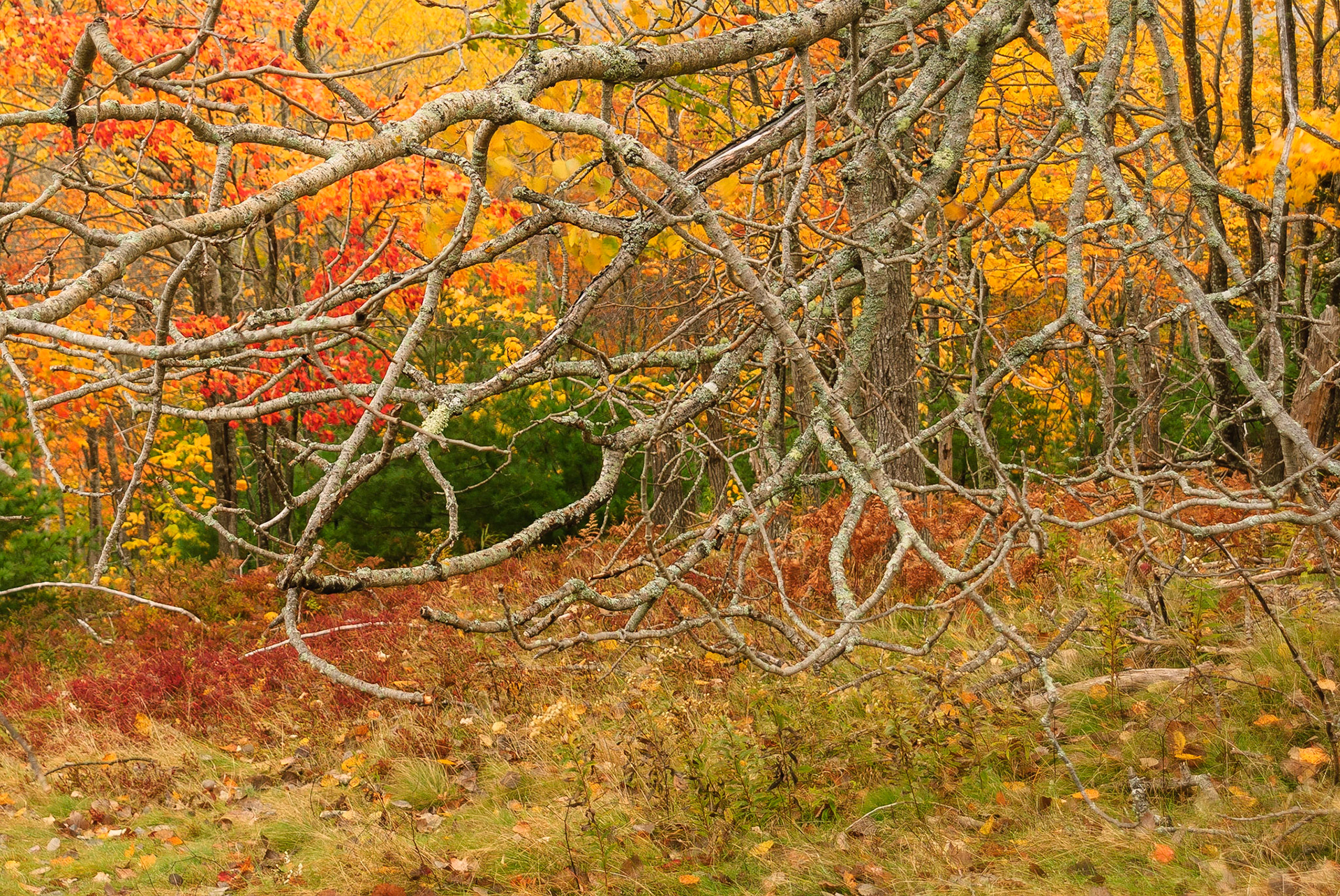 DTGD02196 Fall Colors