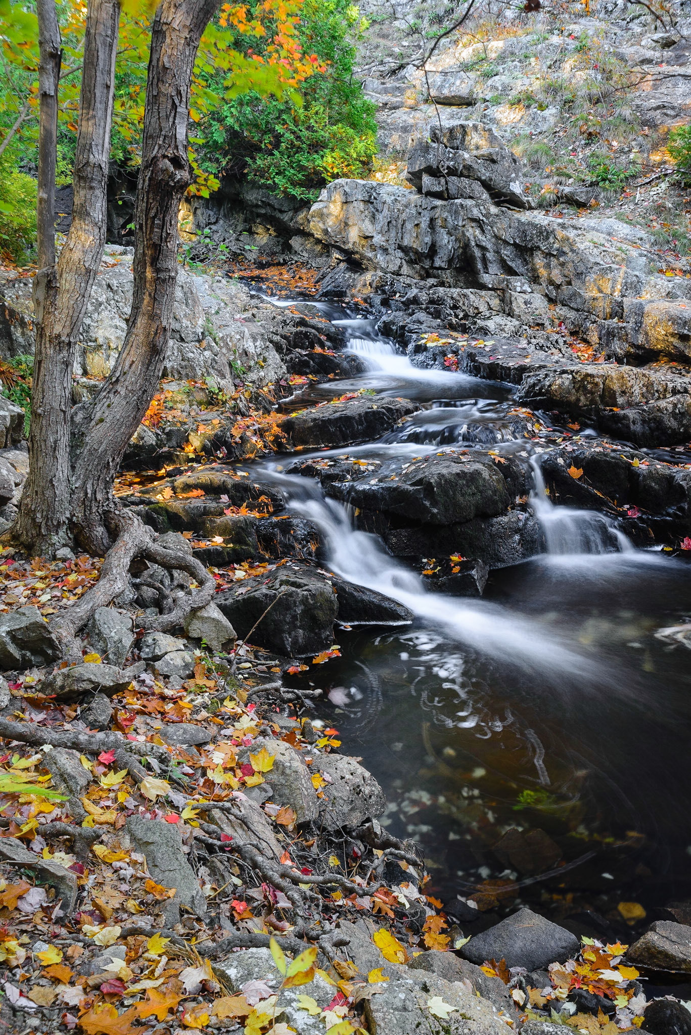 DTGD18726 Duck Brook, Acadia Nat'l Park