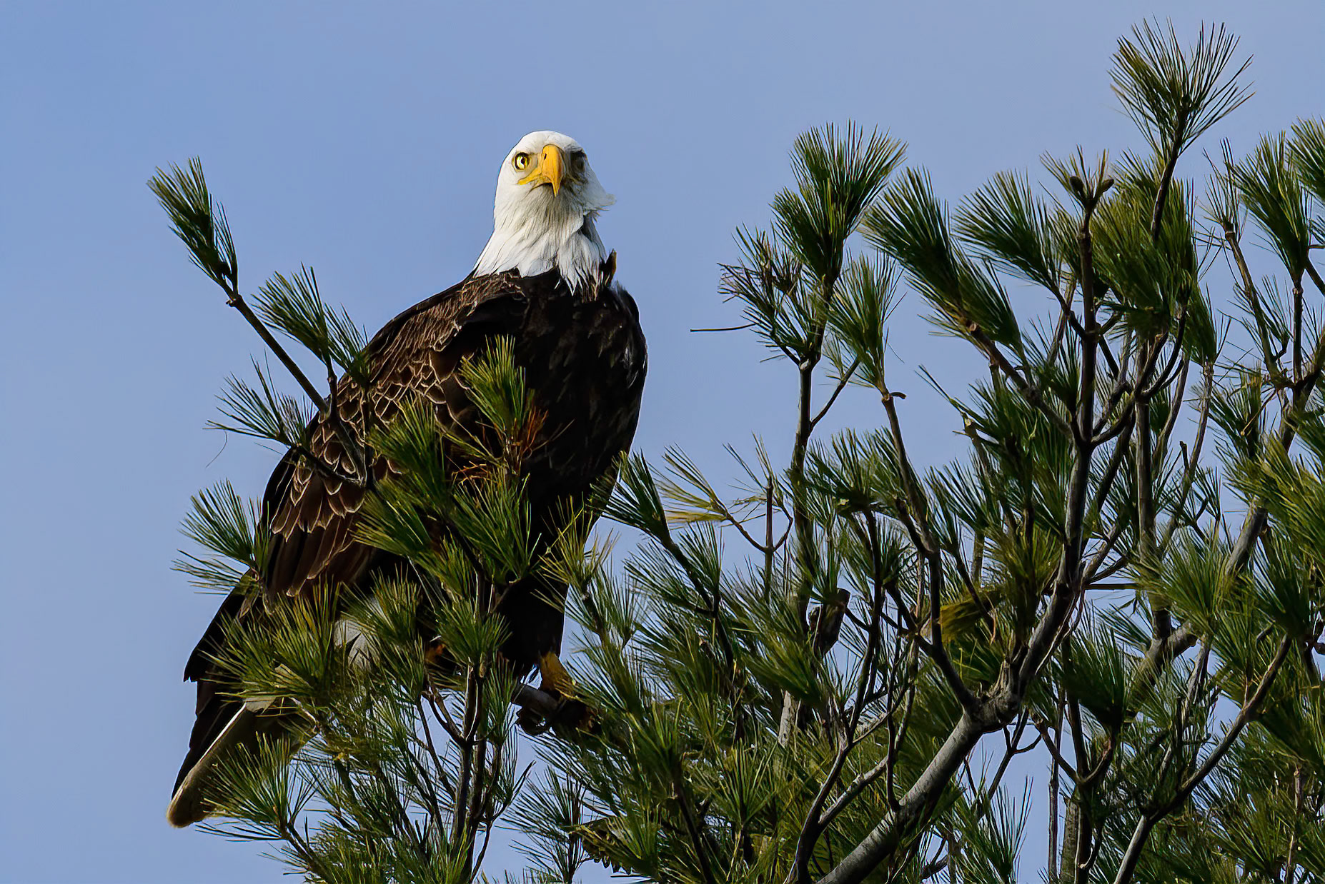 DTGD39599-Eagle on Winnipesaukee