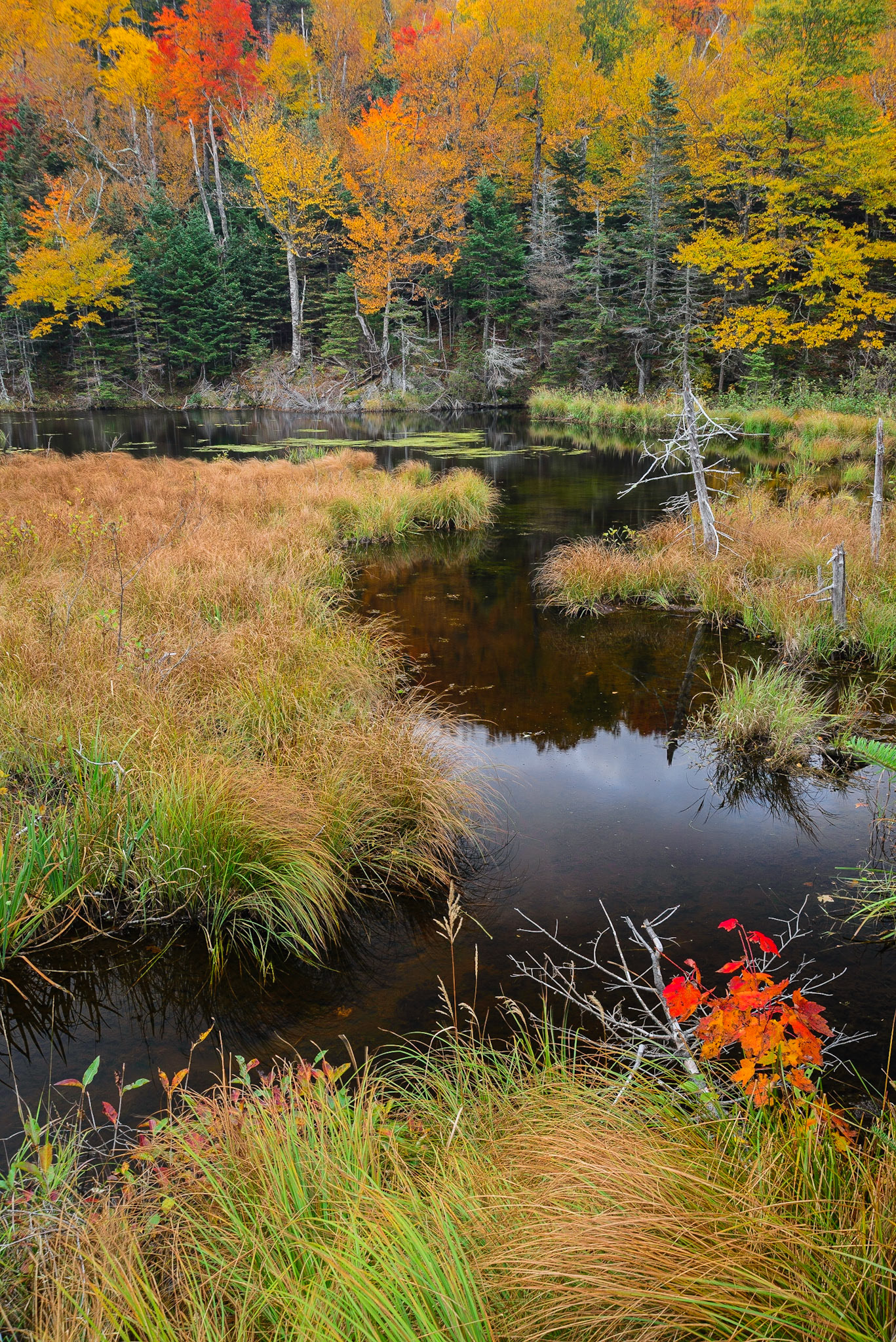 DTGD18471 Pond in Pinkham Notch, NH