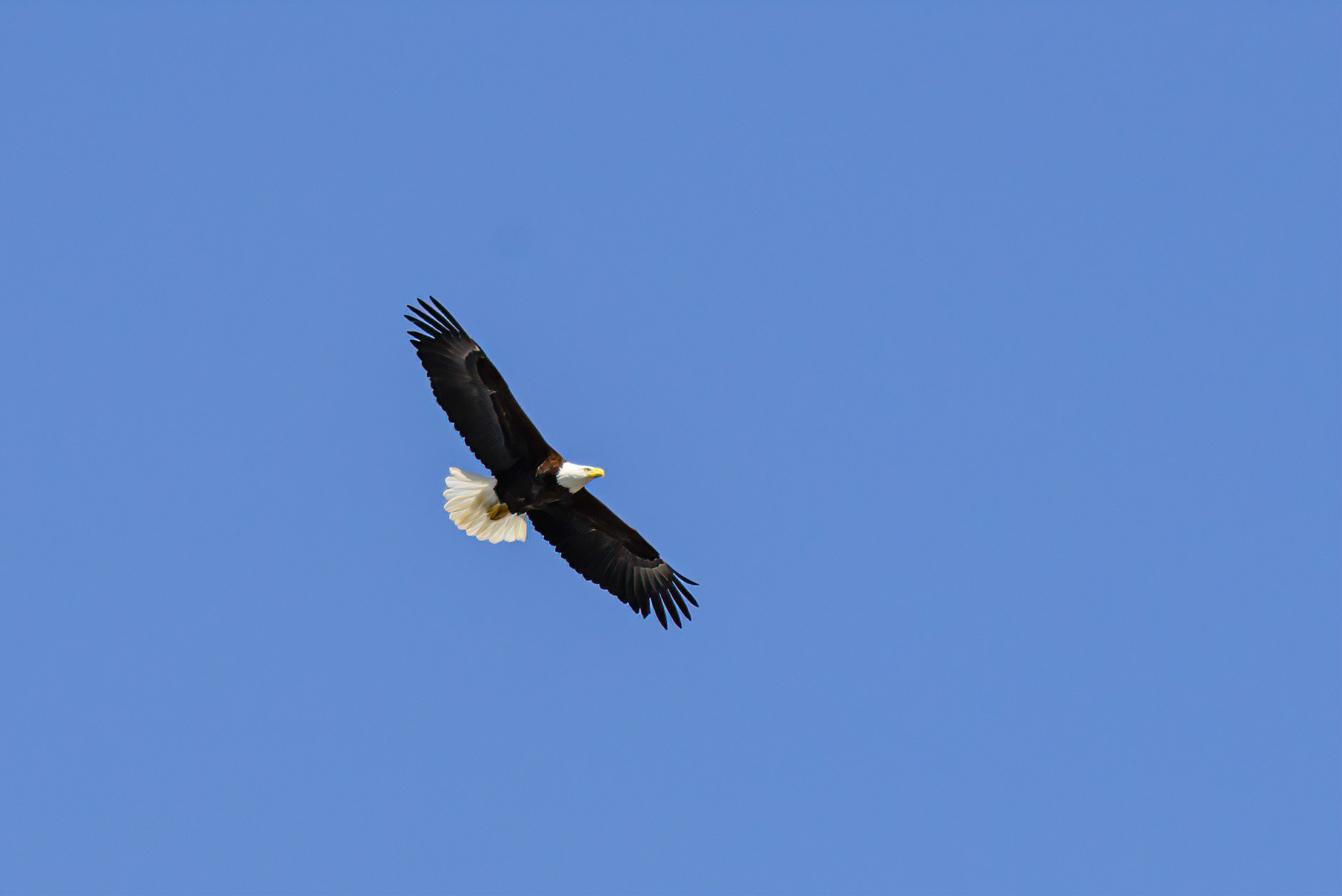 DTGD32413-Eagle over the river.