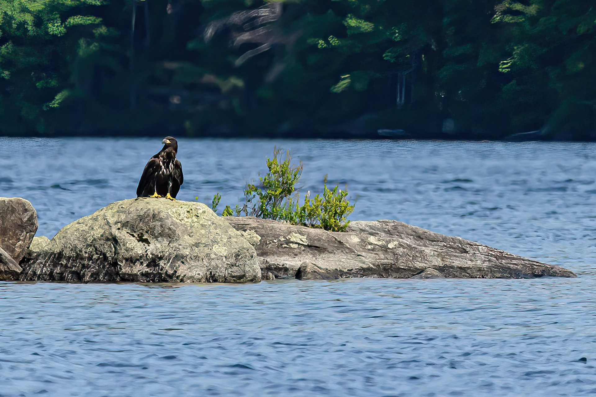 DTGD33040-Young Bald Eagle on Squam Lake
