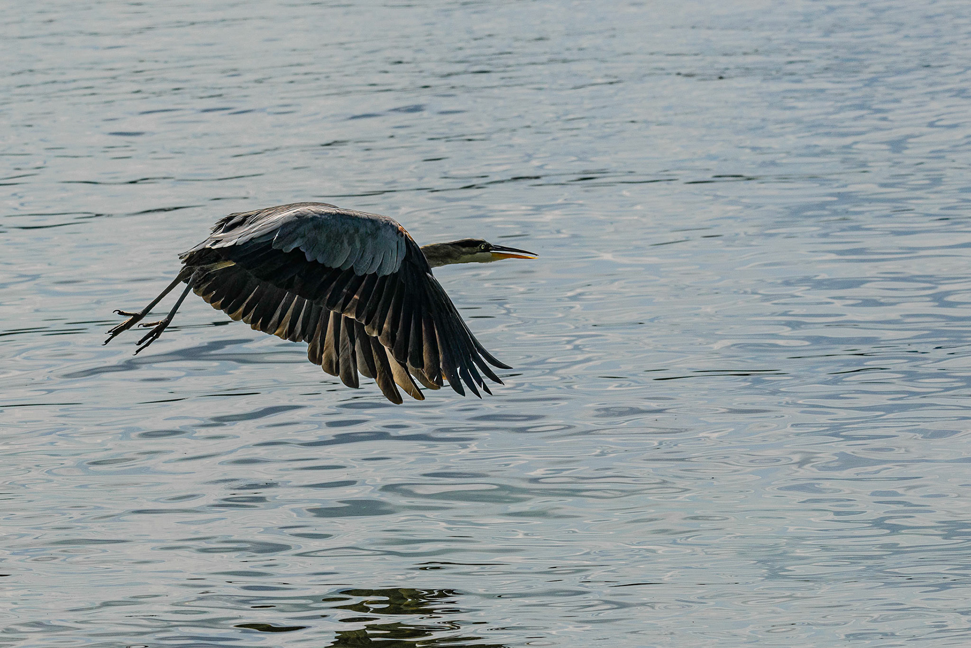 DTGD38353-Blue Heron on Winnipesaukee