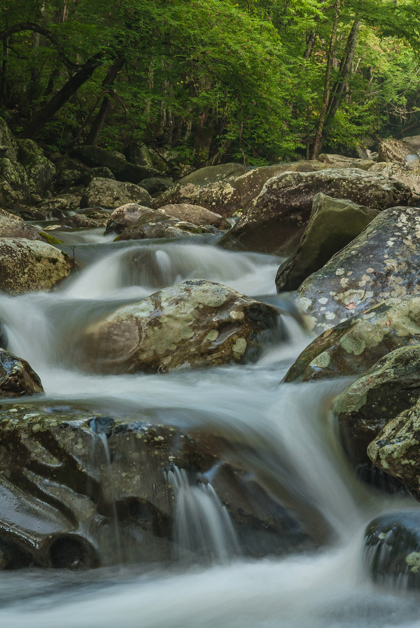 DTGD06137 Middle Prong of Little Pidgeon River