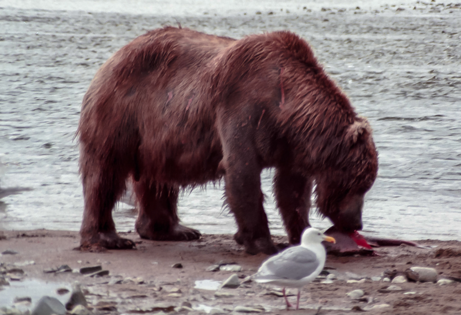 DTG09014n Alaskan Brown Bear Eating Salmon