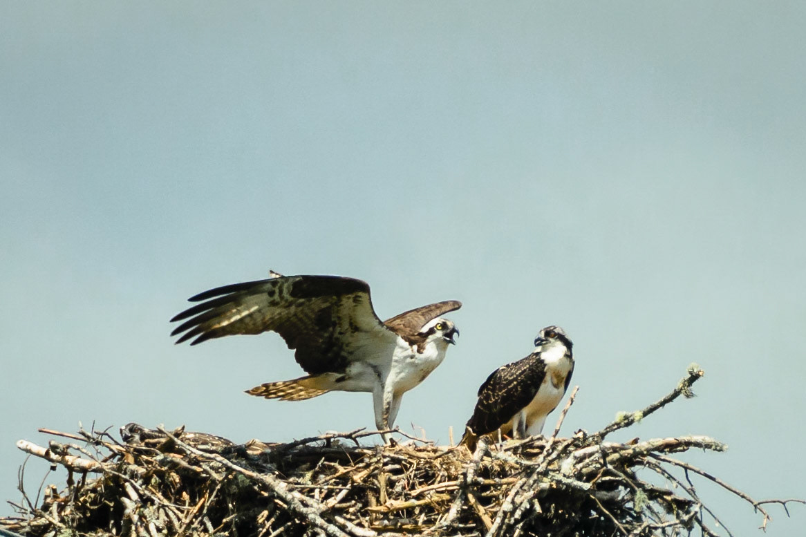 DTGD15314-Osprey