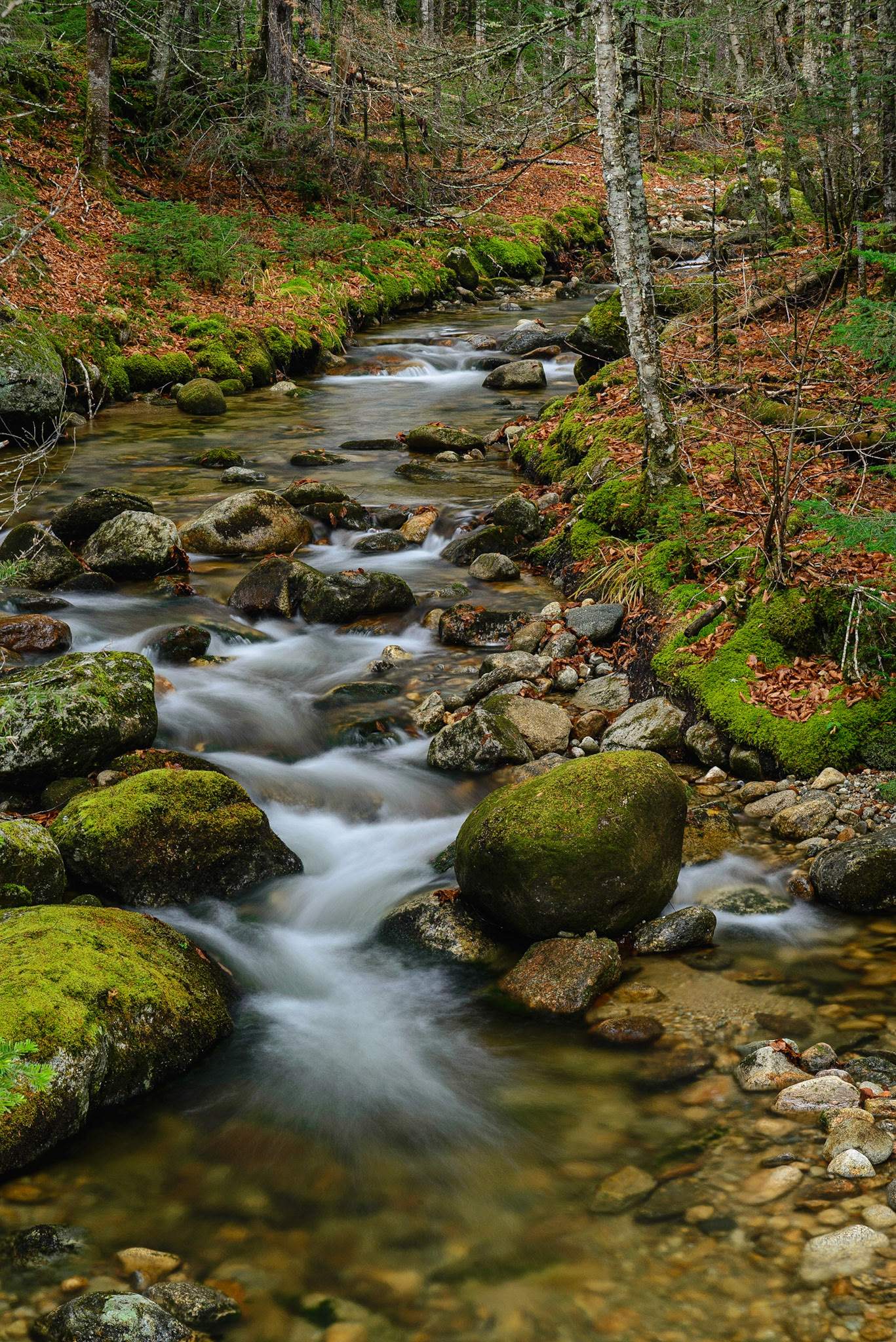 DTGD19022 Jefferson Brook