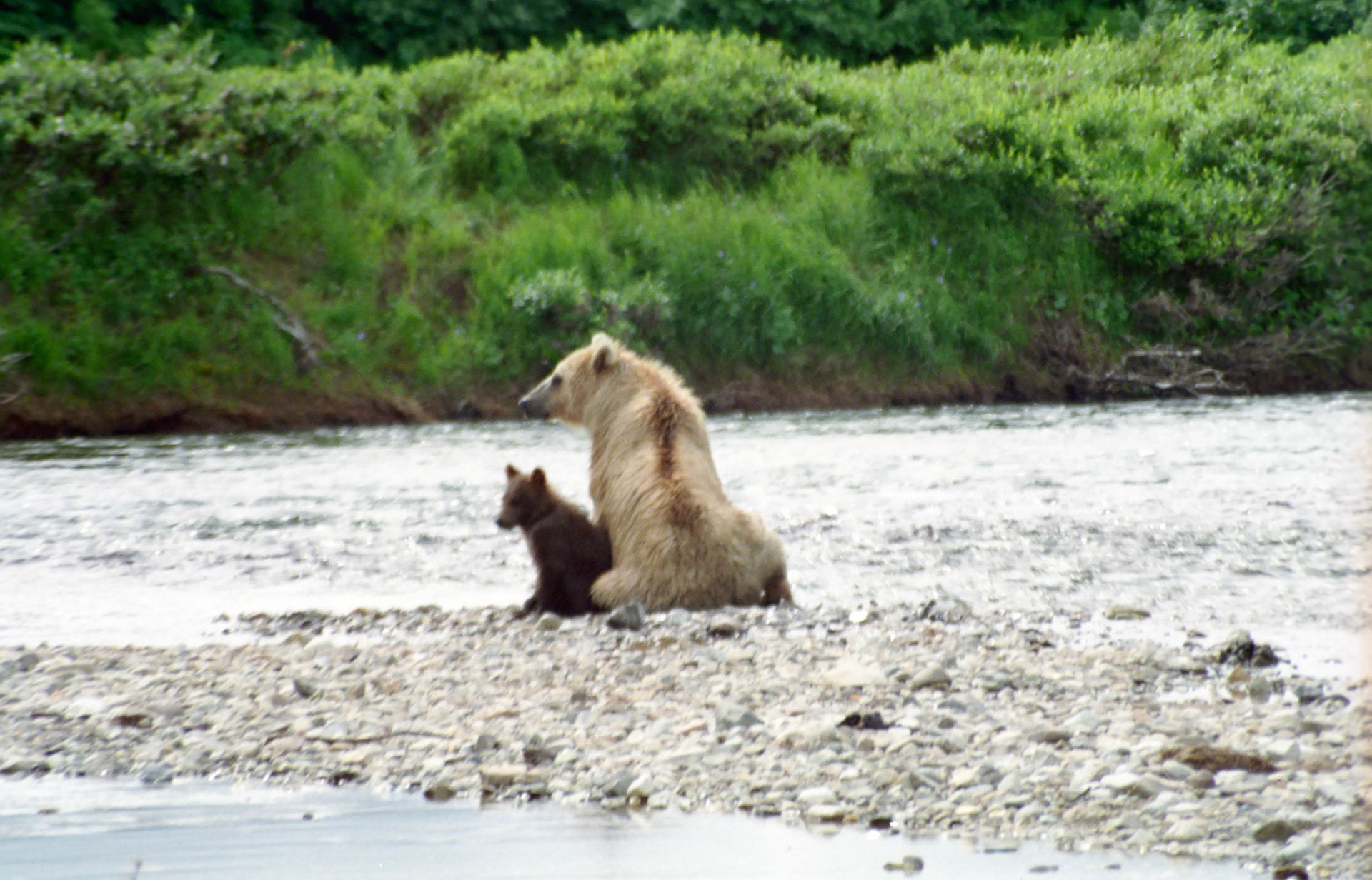 DTG09010n Alaskan Brown Bear and Cub