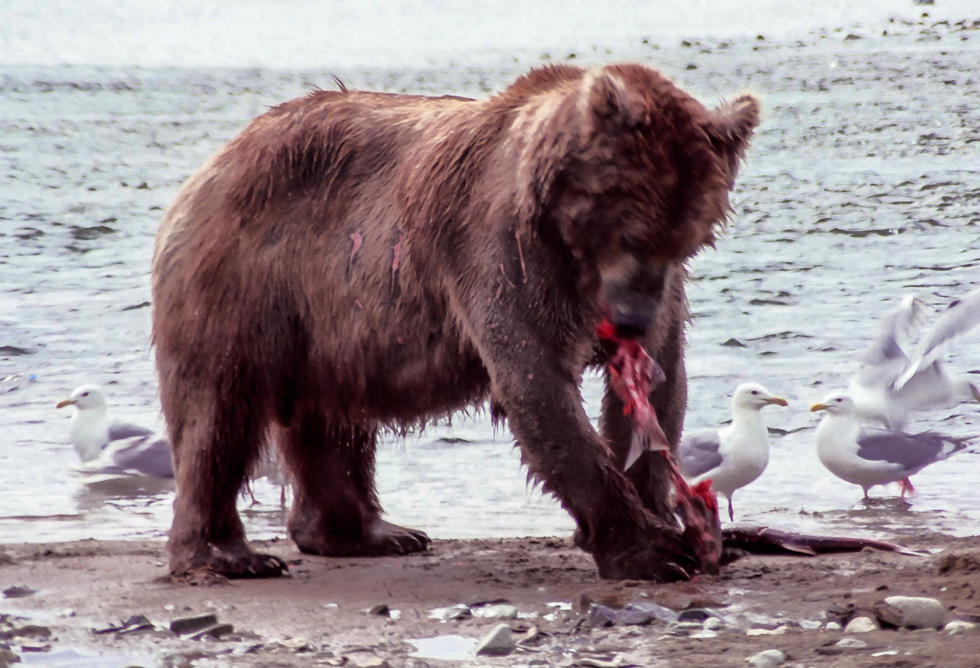 DTG09013 Alaskan Brown Bear Eating Salmon
