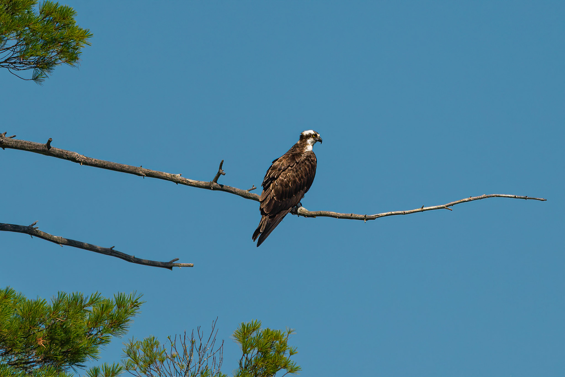 DTGD36203-Osprey