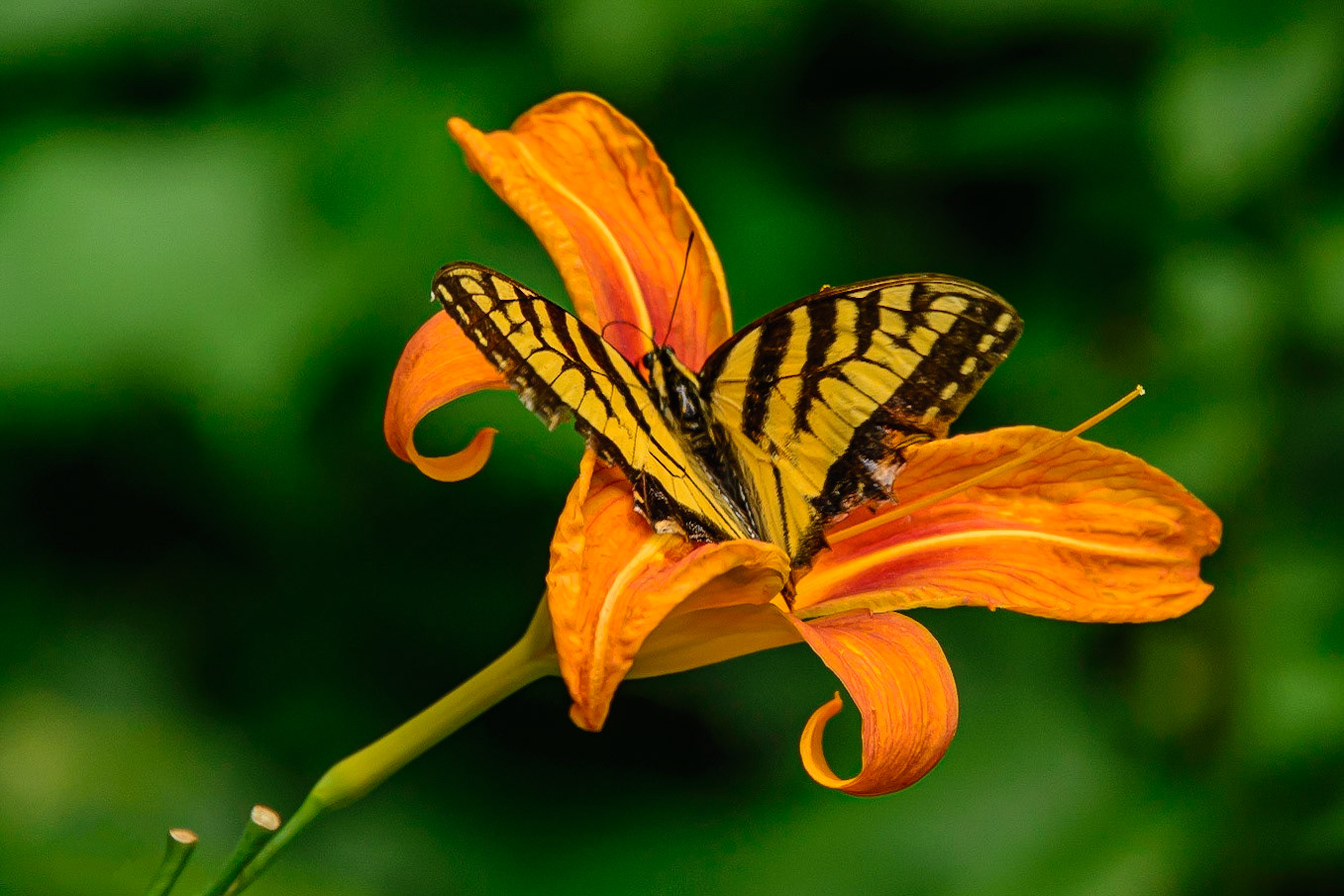 DTGD32911 Butterfly &amp; Day Lily