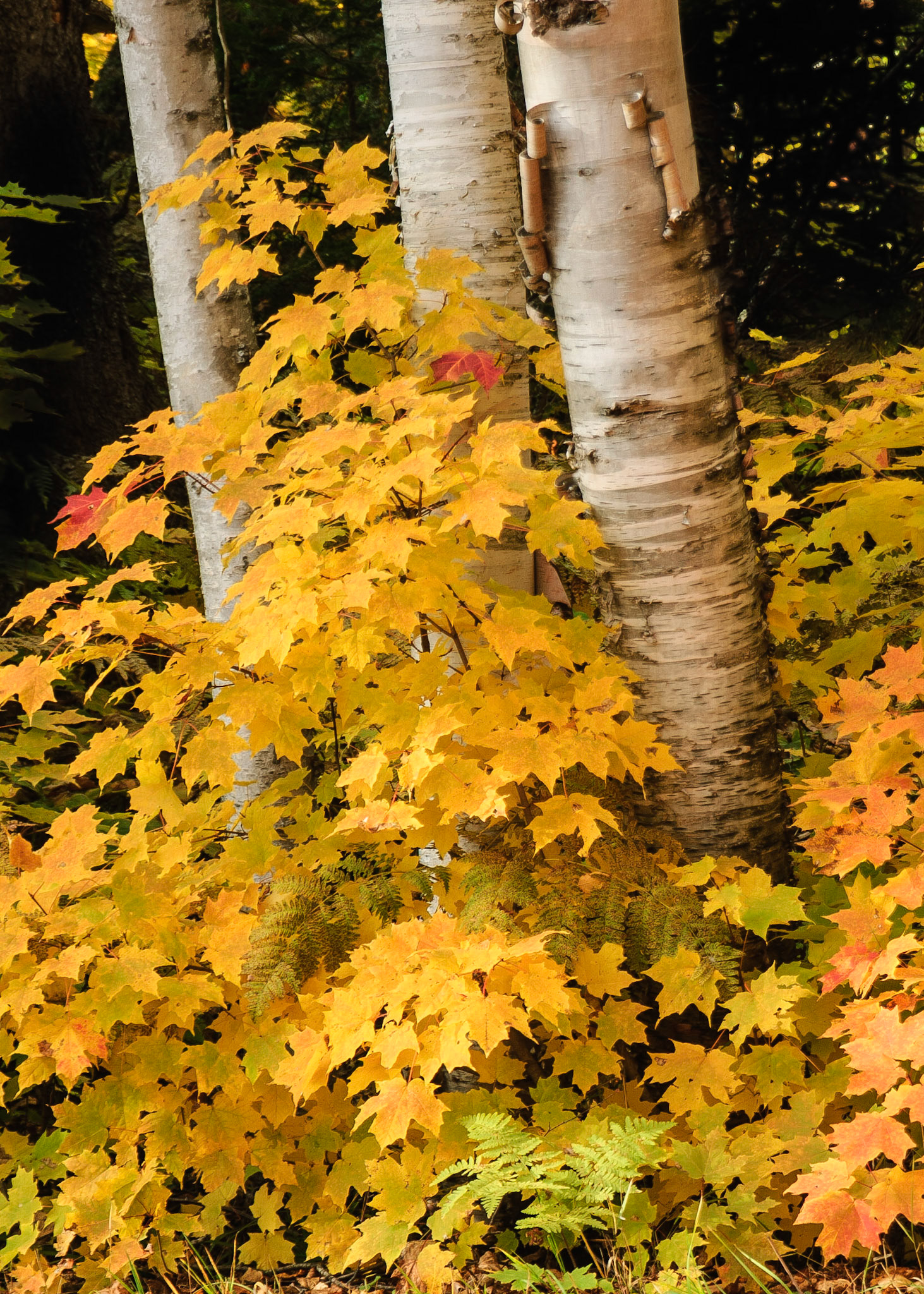 DTGD12831 Fall Color on Wyoming Road, Grant Township, MI