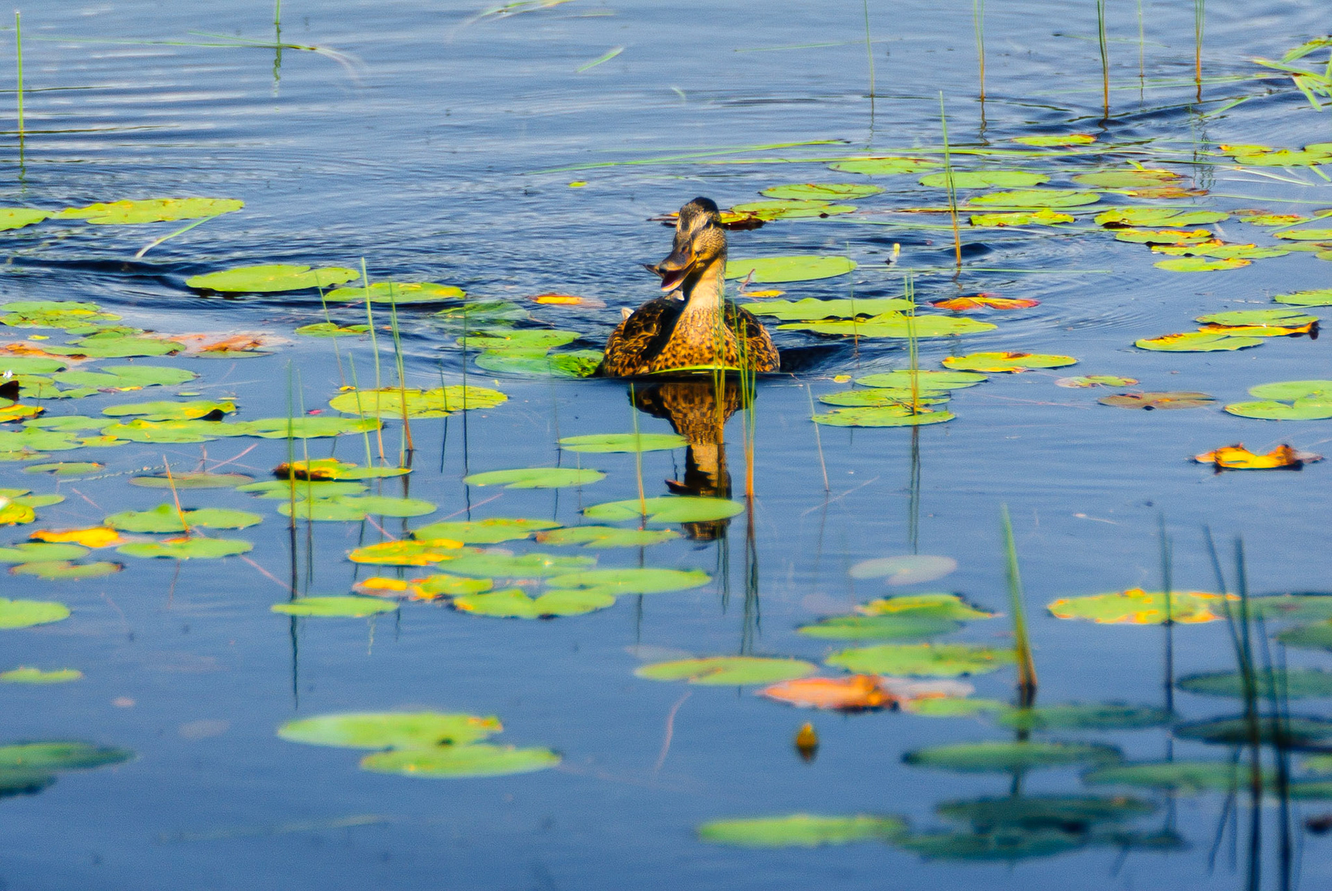 DTGD12232-Duck on Conway Lake