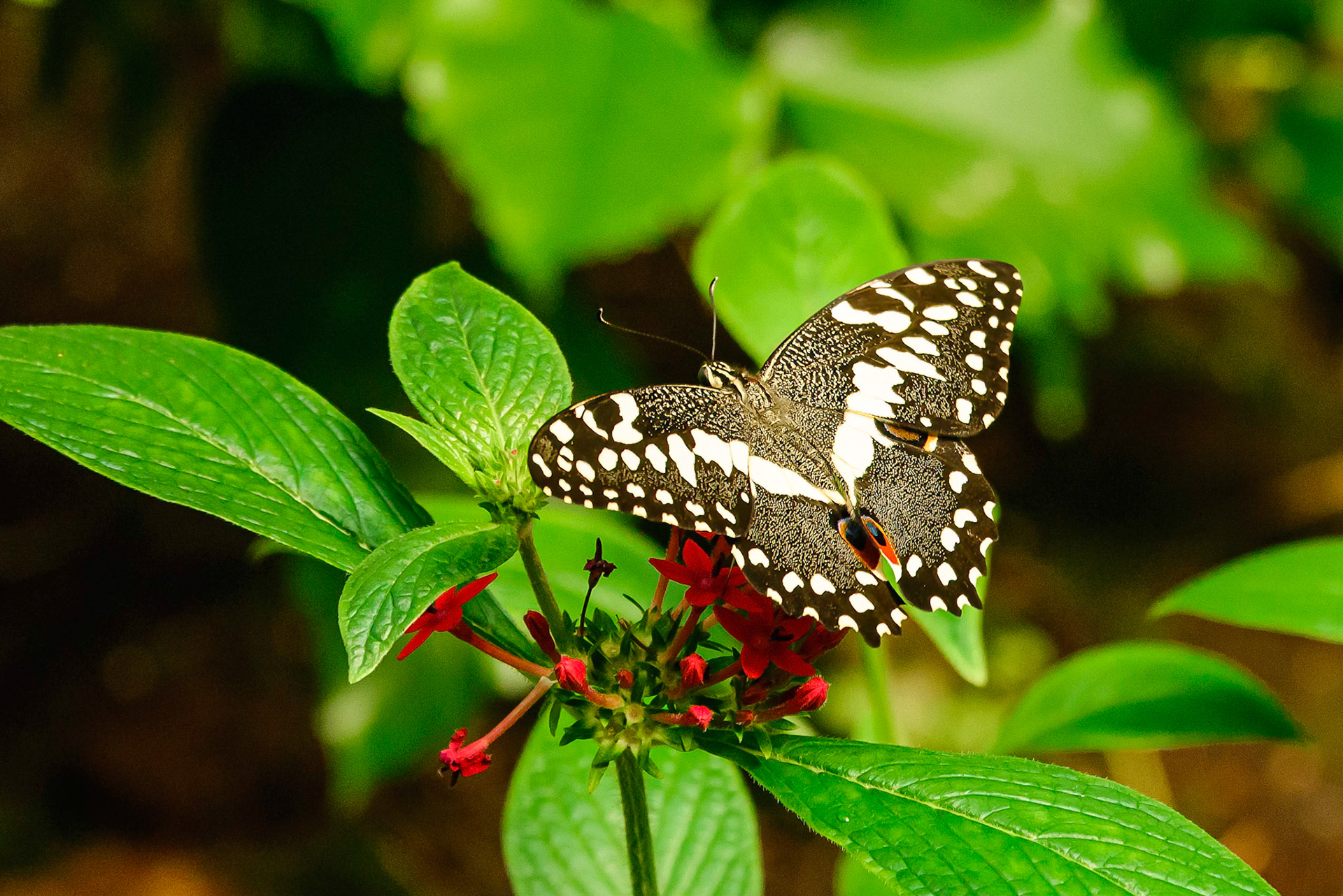 DTGD37700-Common Lime