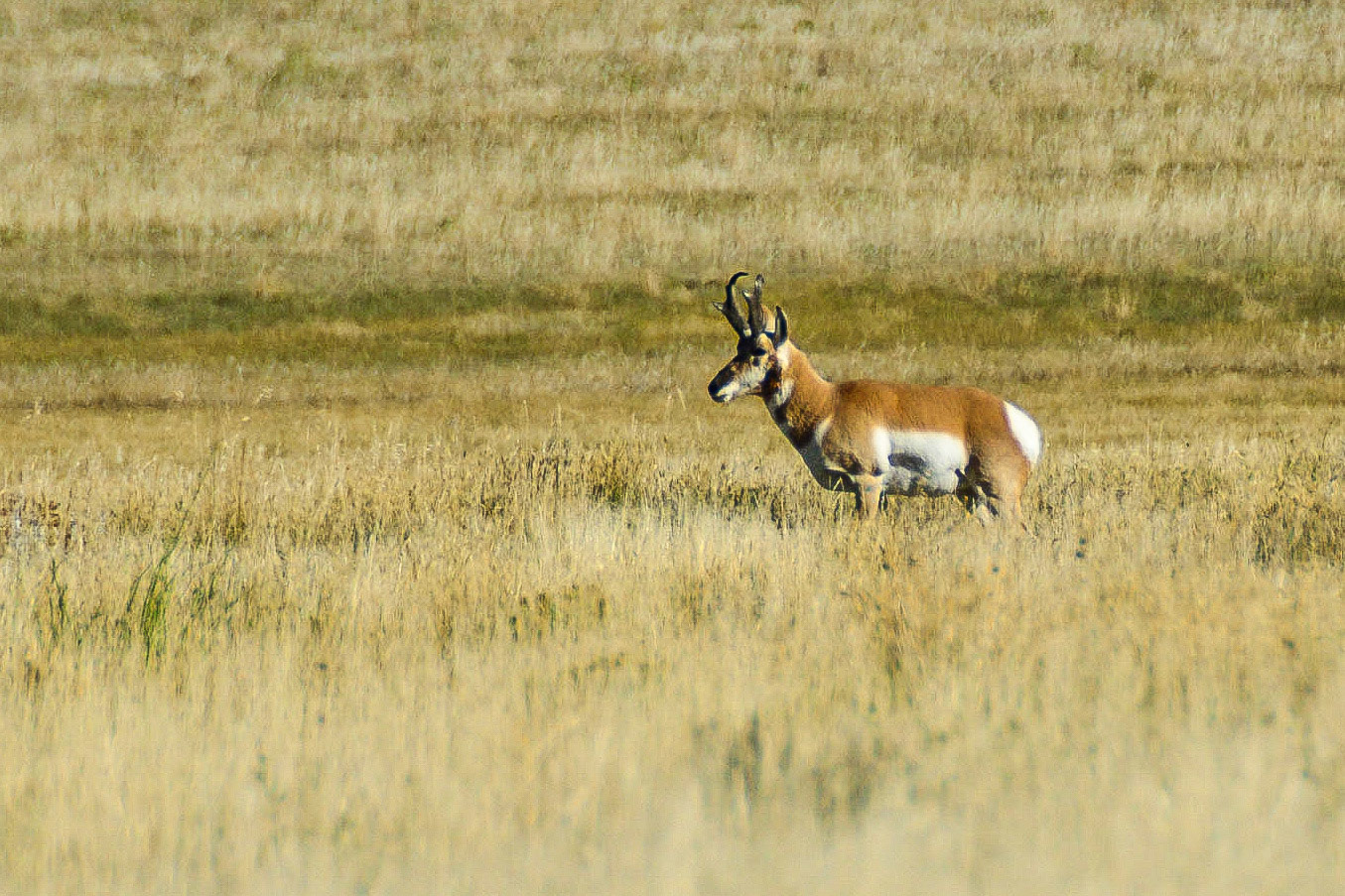DTGD21230 Prong Hron in Tetons