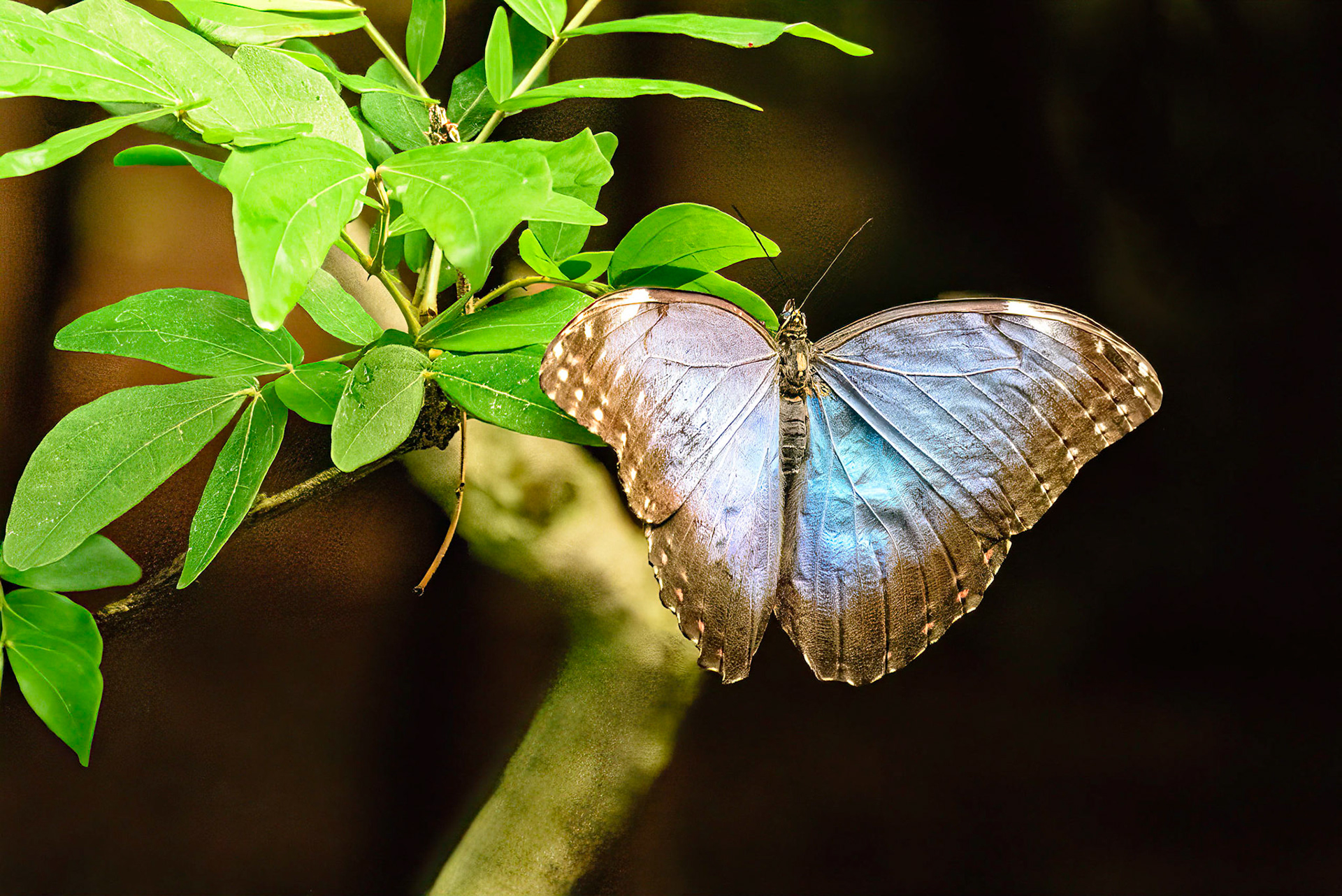 Blue Morpho Central/South America