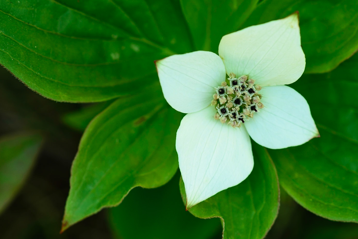 DTGD17720 Bunch Berry Flower