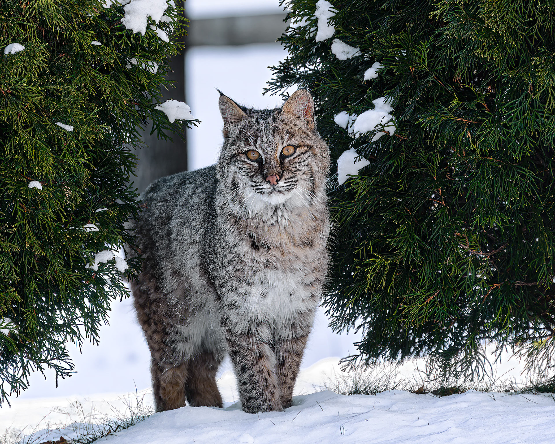 DTGD40287 Backyard Bobccat