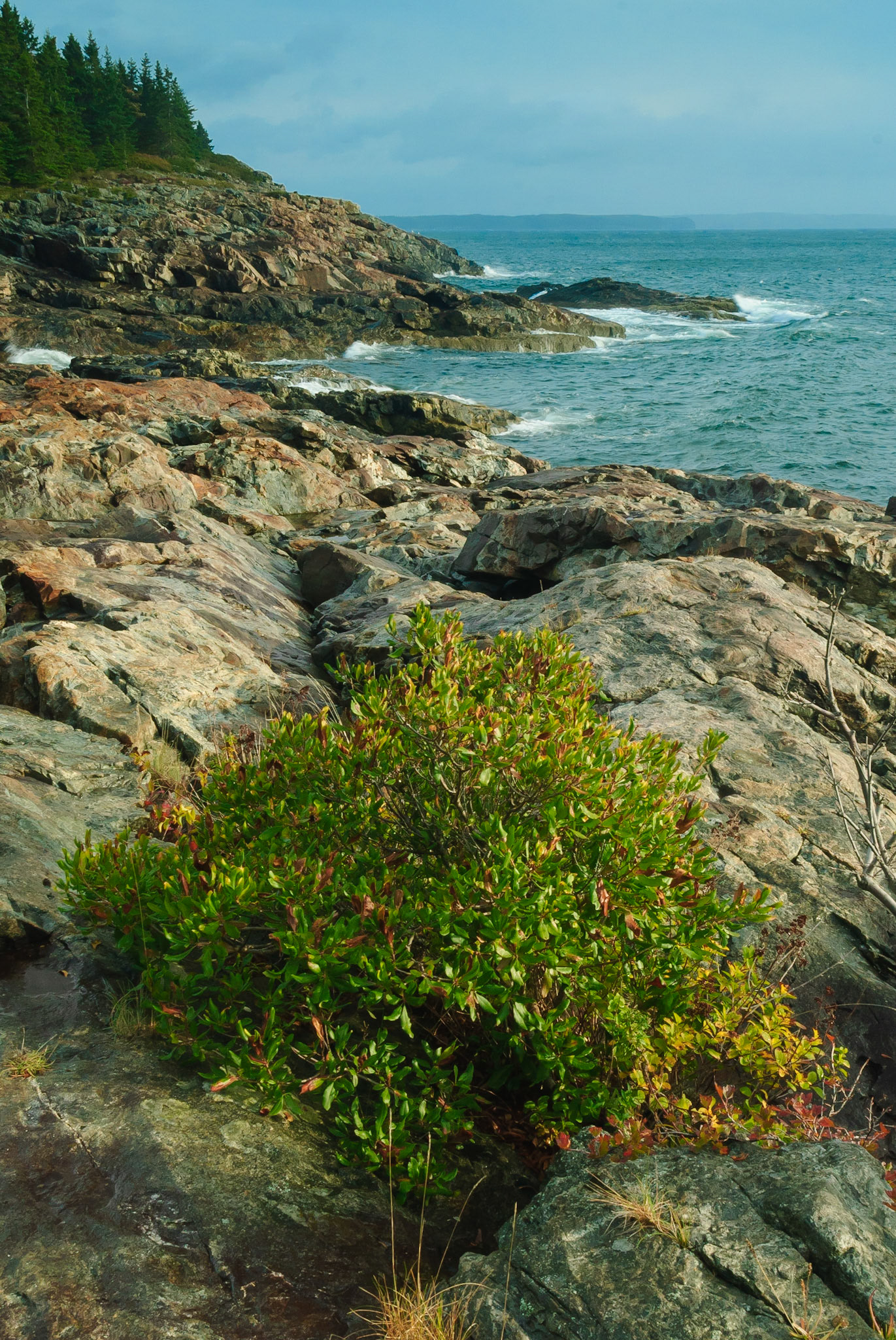 DTGD13391 Maine Coast