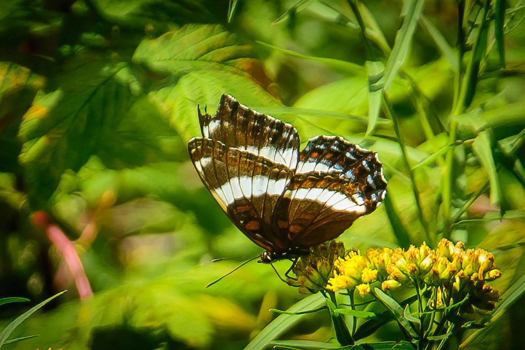 DTGD18231 Butterfly on flowers