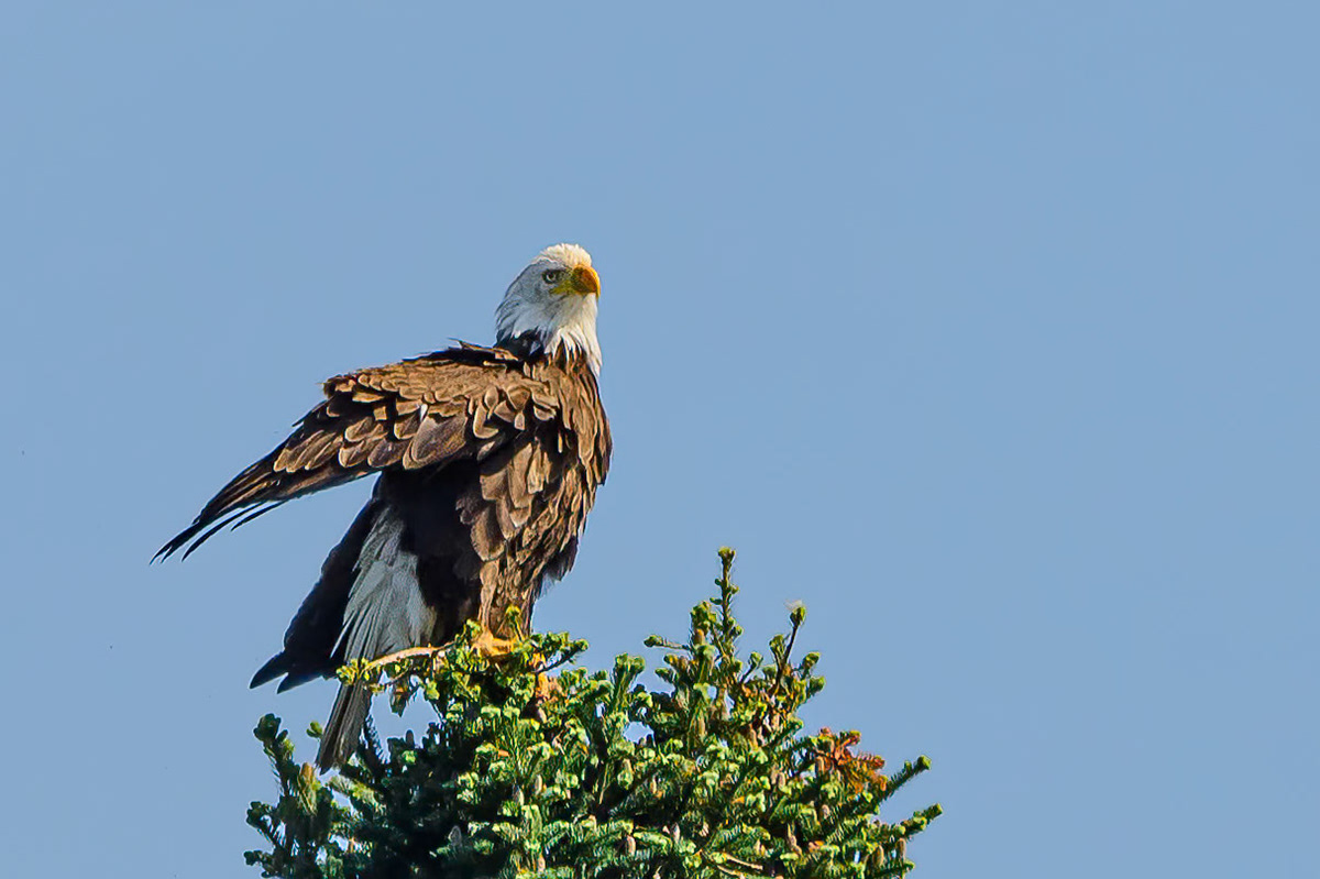 DTGD38016 Eagle on Androscoggin River