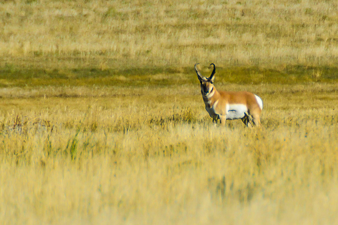DTGD21233 Prong Hron in Tetons
