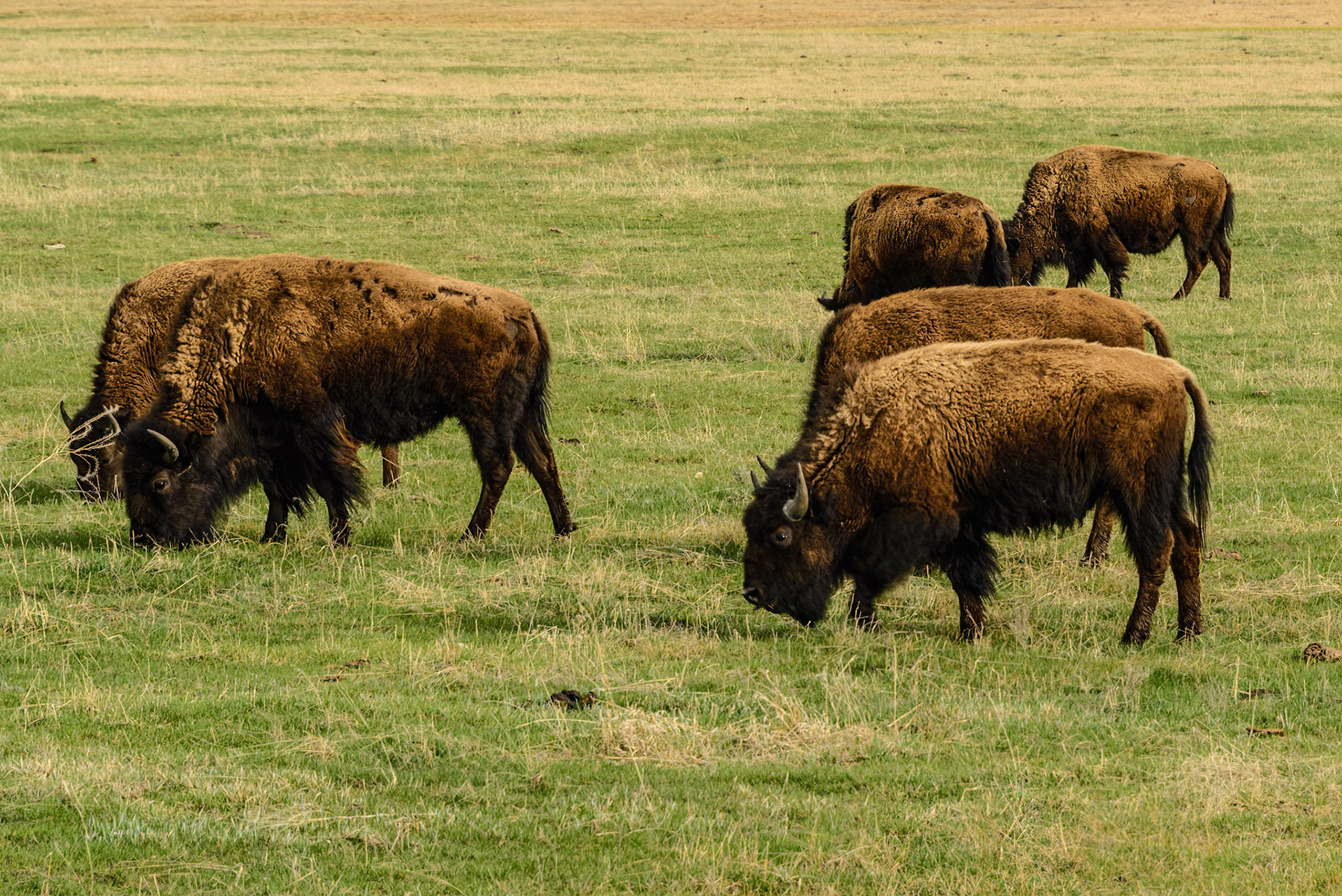 DTGD28252 Buffalo in Tetons