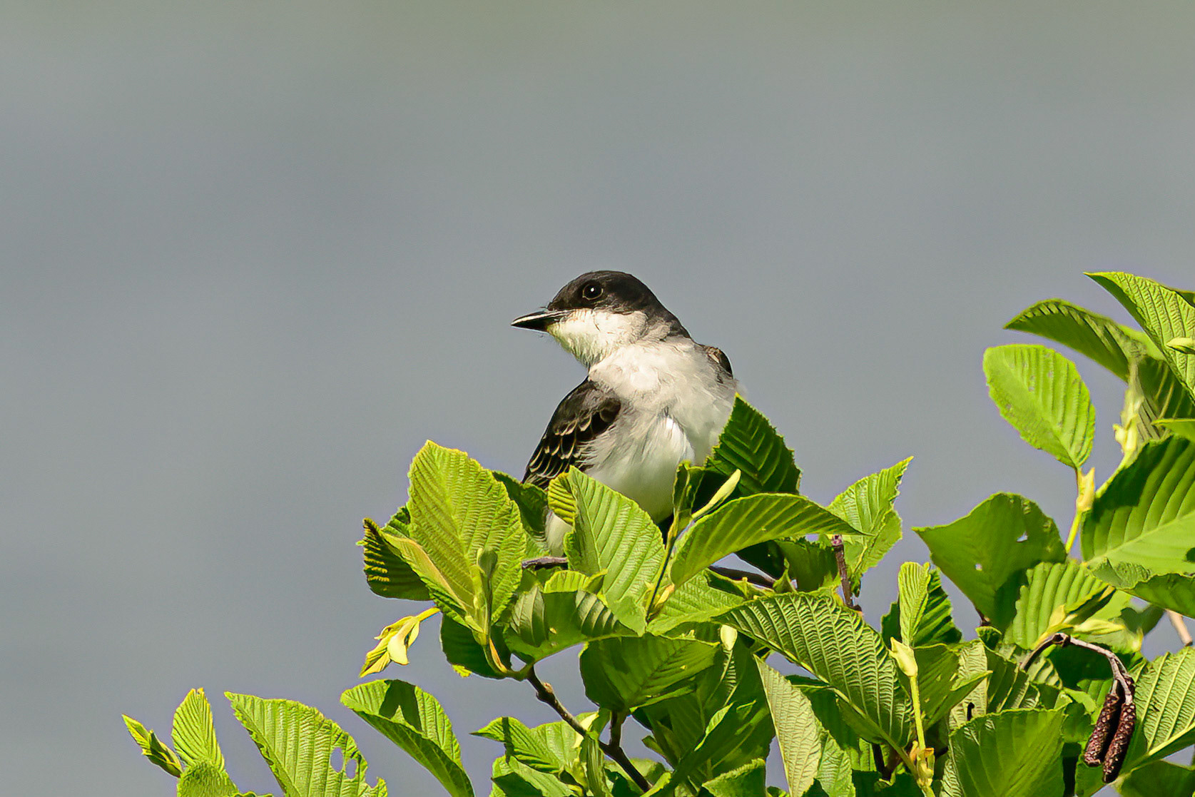 DTGD31083-Tree Swallow