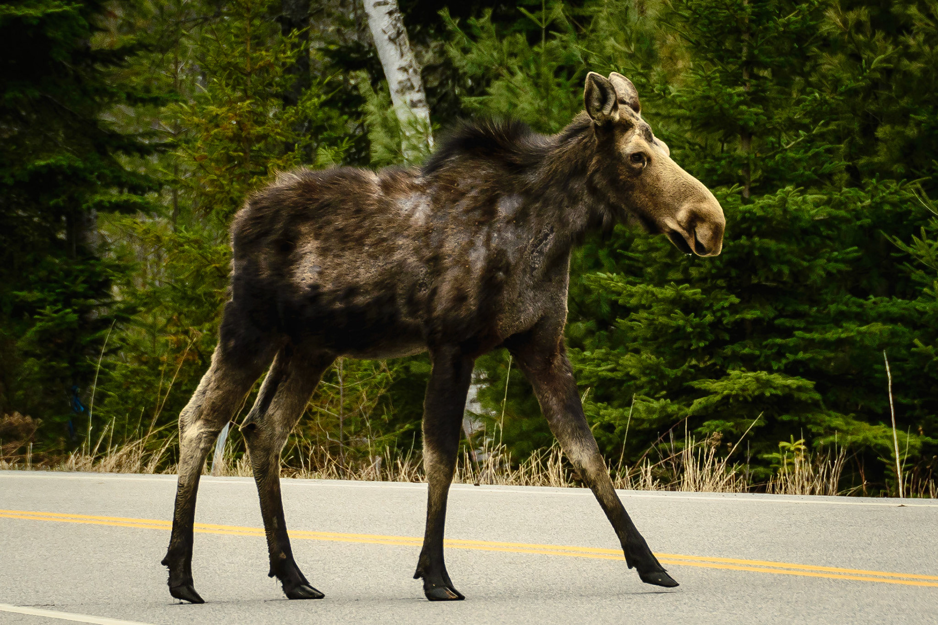 DTGD19982 Young Moose