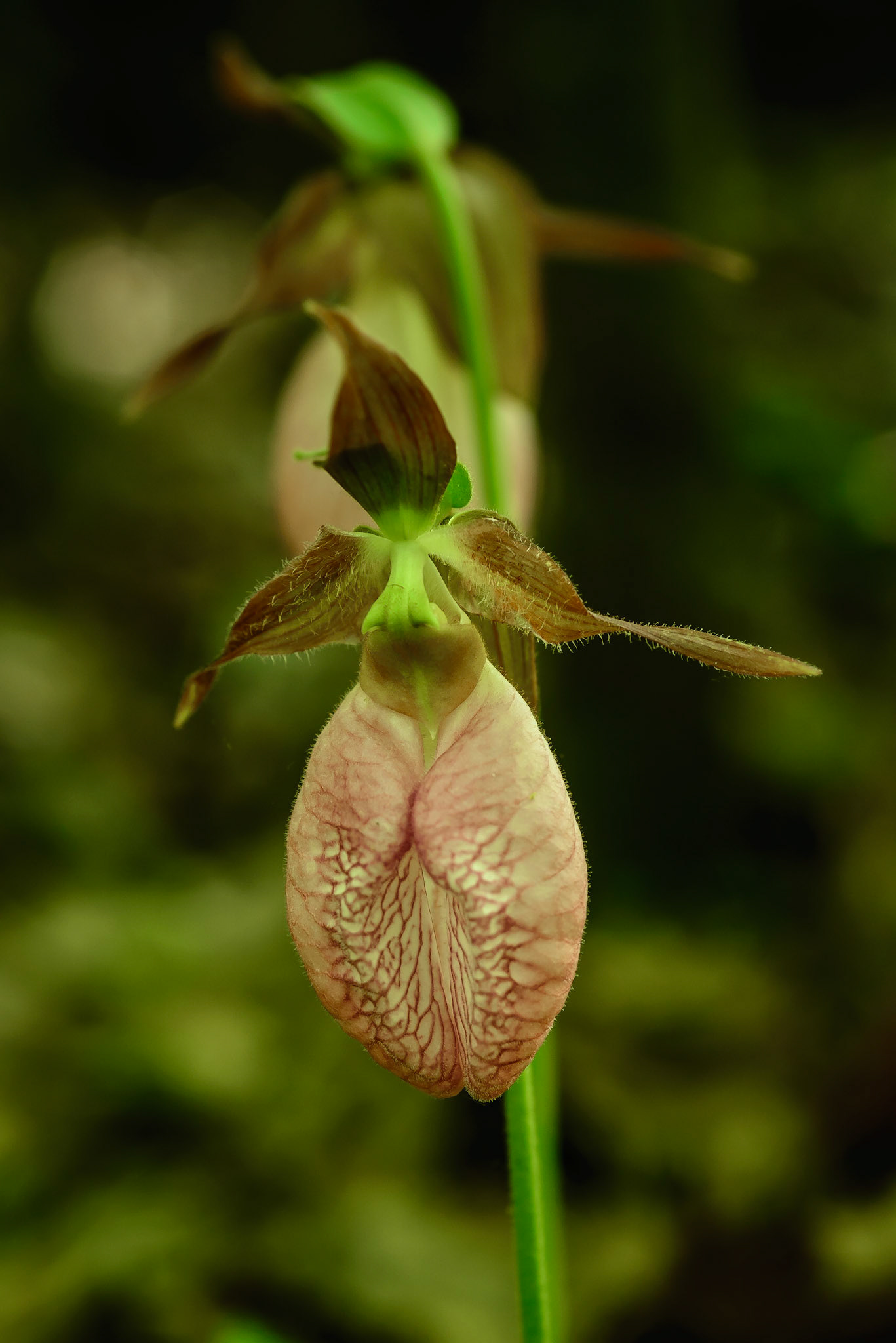 DTGD17345 Lady Slipper