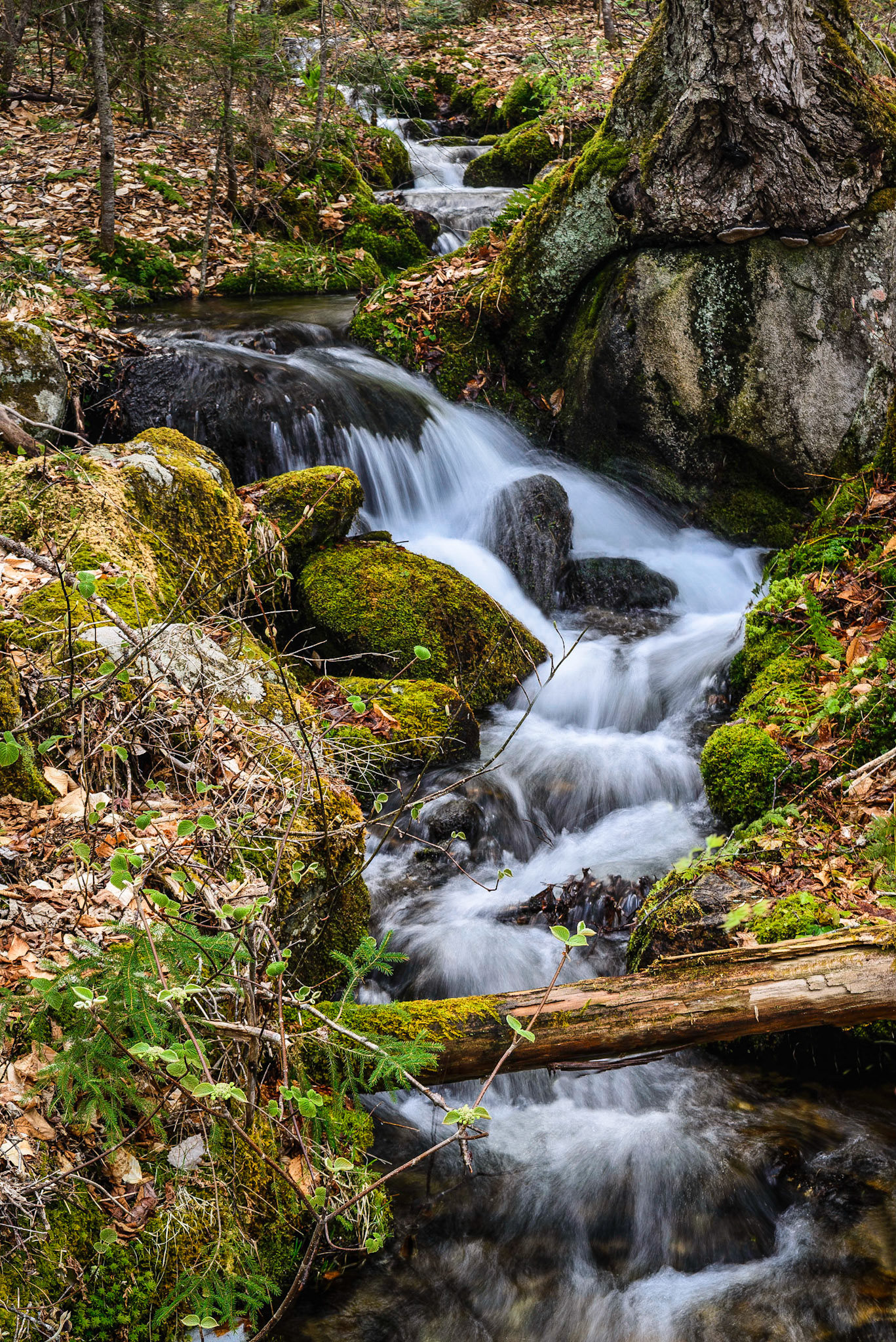 DTGD20003 Mountain Brook on Mount Clinton Road