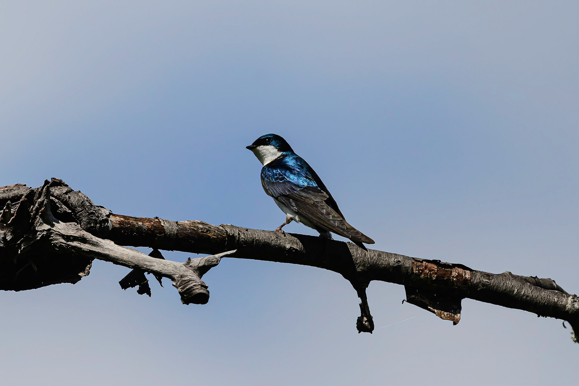 DTGD31192-Tree Swallow