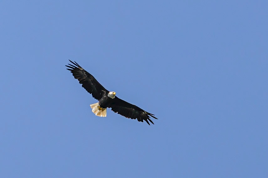 DTGD33161-Bald Eagle on Androscoggin River