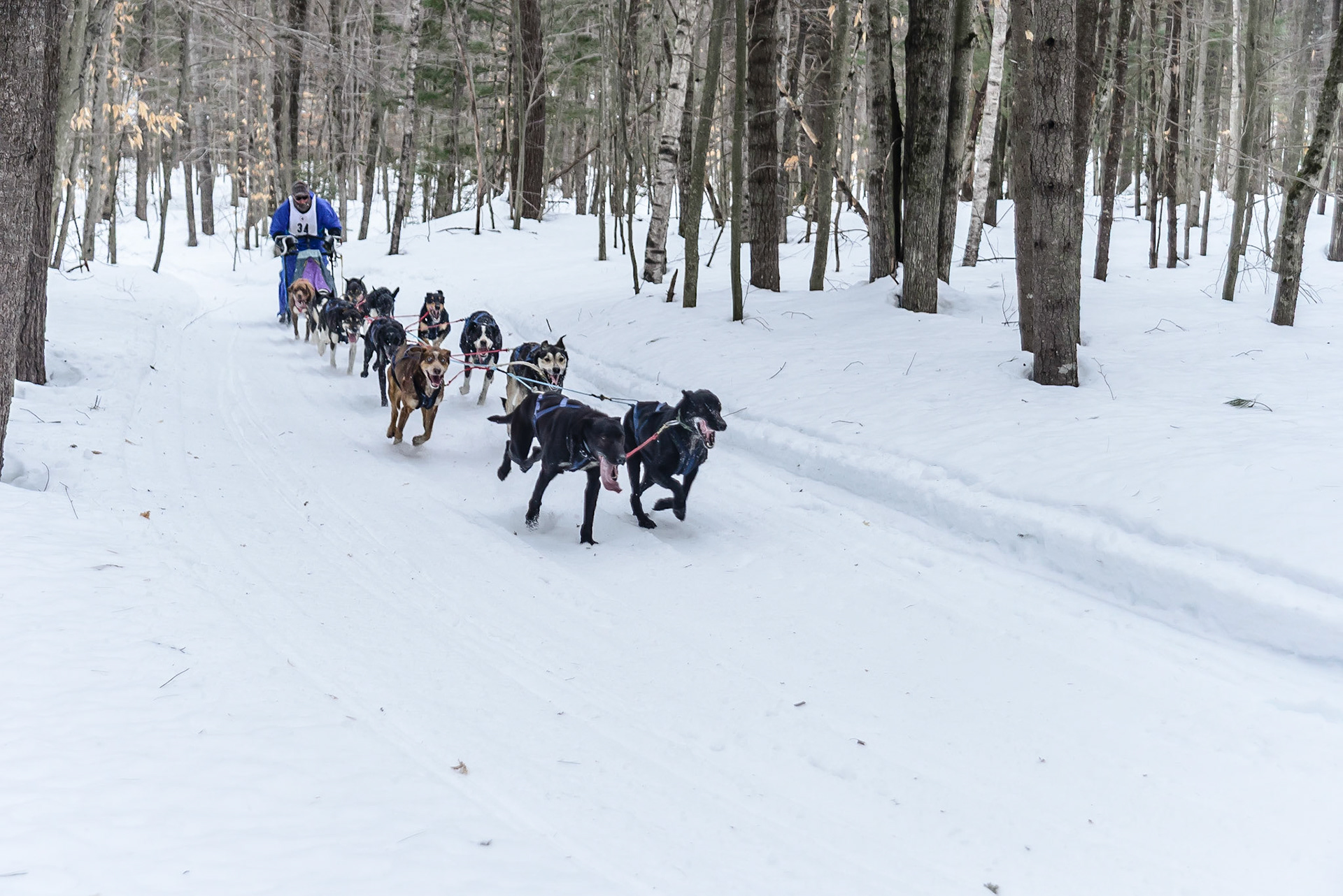 DTGD16819 Tamworth Sled Dog Races