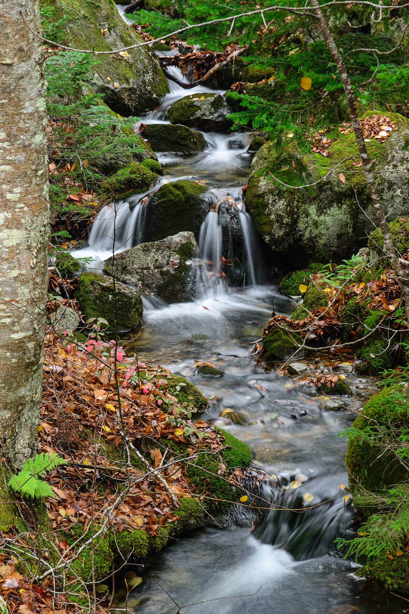 DTGD19142 Sebosis Brook, Mount Clinton Road