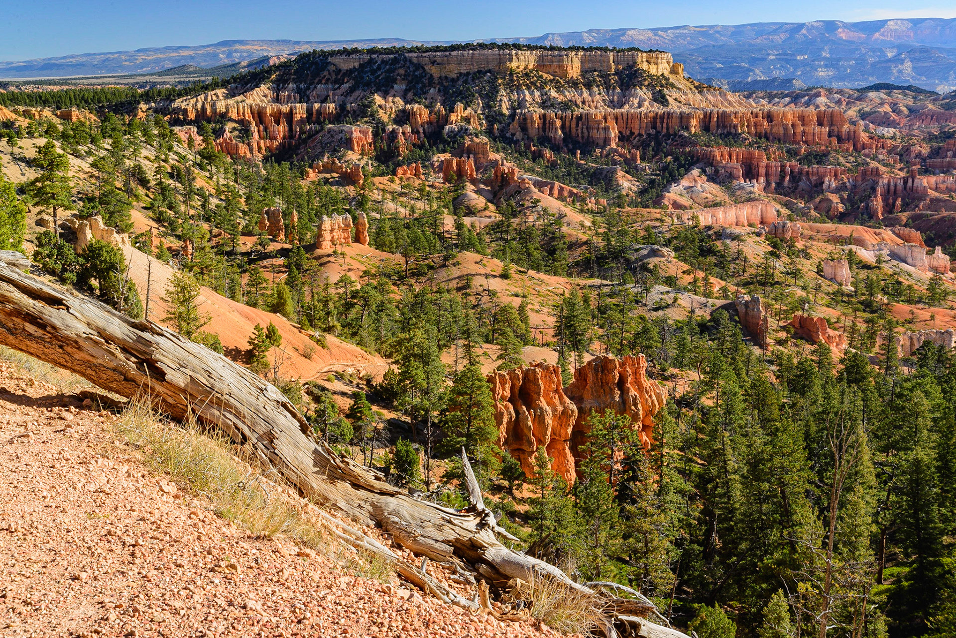 DTGD22119 Bryce Canyon in early morning light.