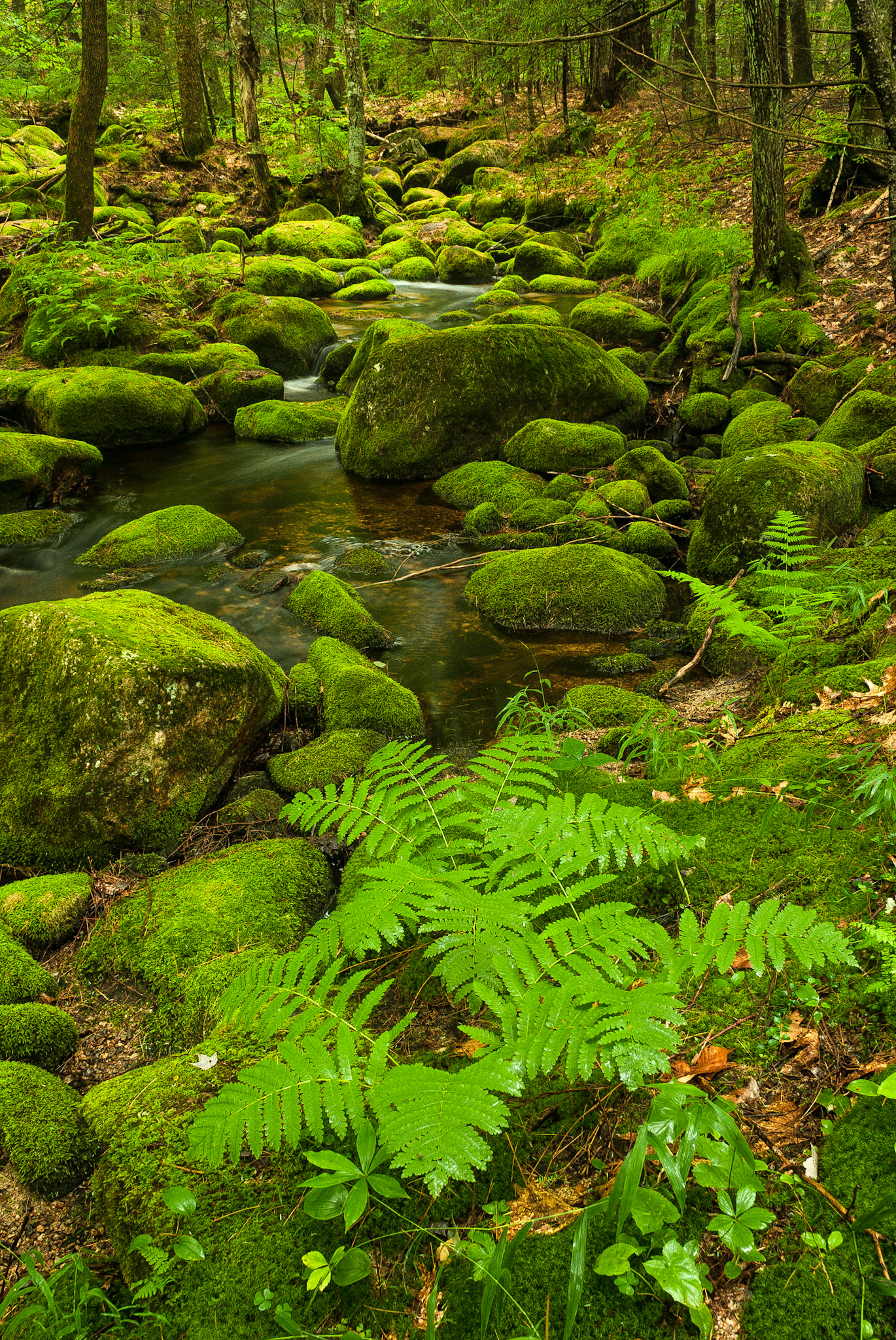 DTGD05798 Brook on Brown Hill Road