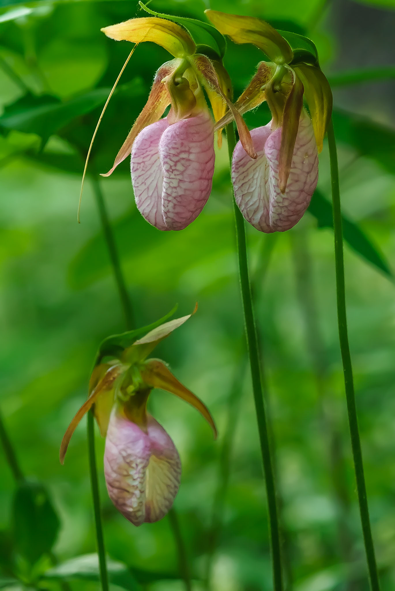 DTGD05338 Lady Slippers