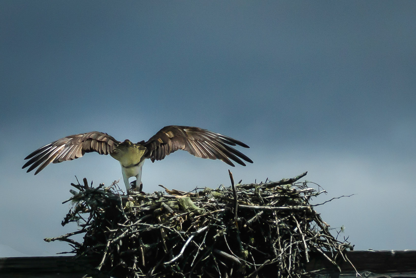 DTGD17872-Osprey