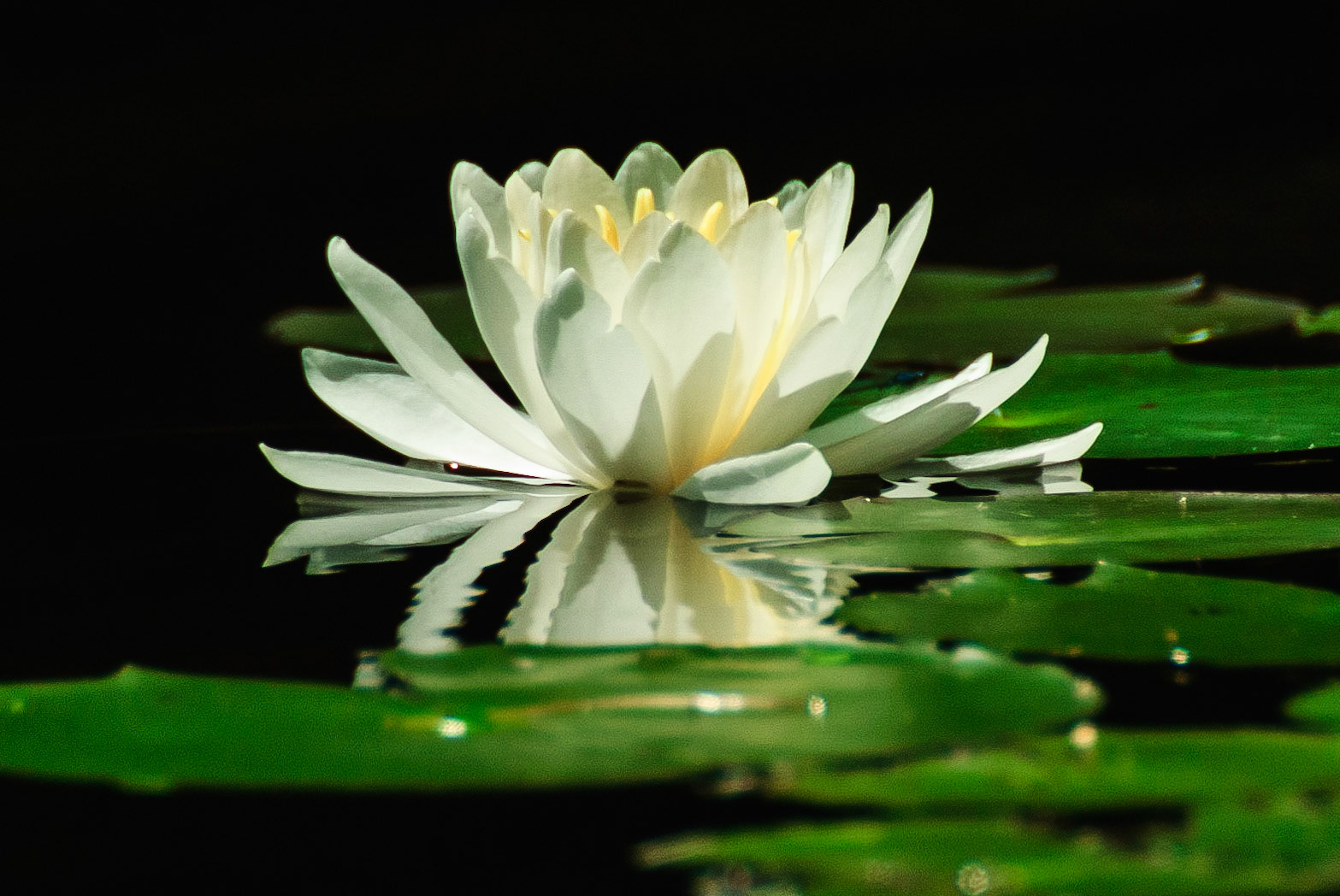 DTGD05734 Water Lily